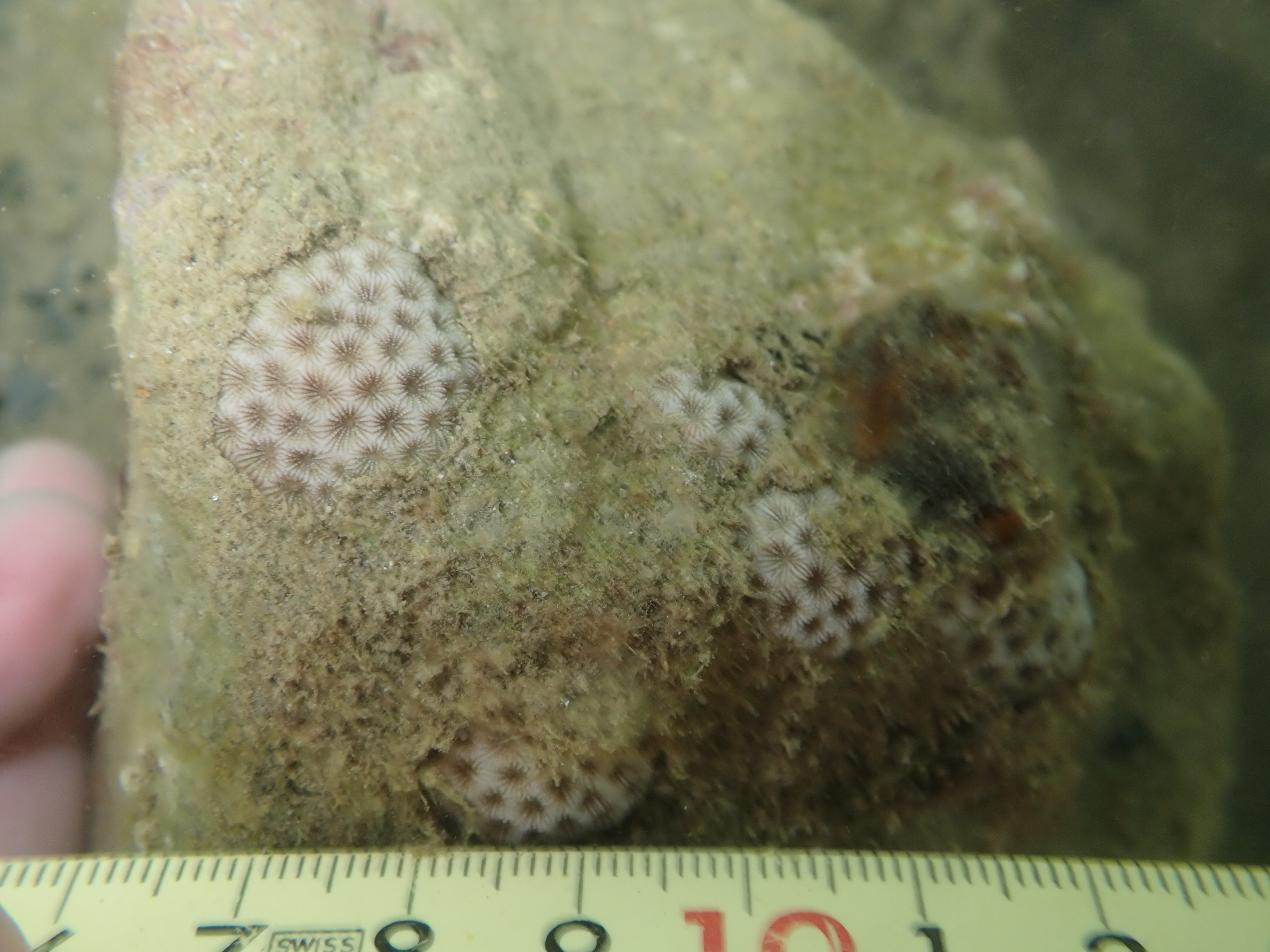 Pseudosiderastrea tayamai