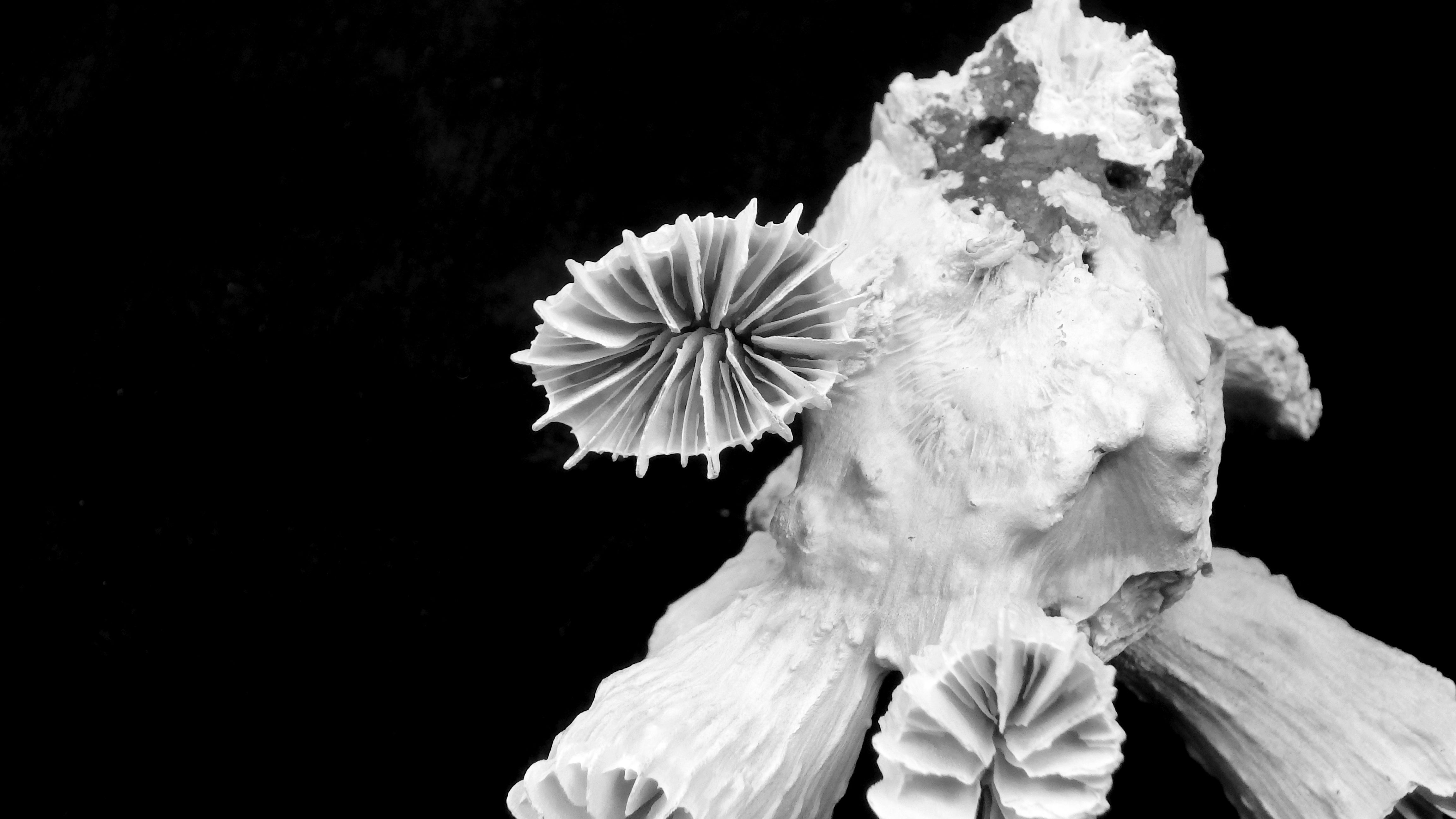 Fimbriaphyllia paraancora