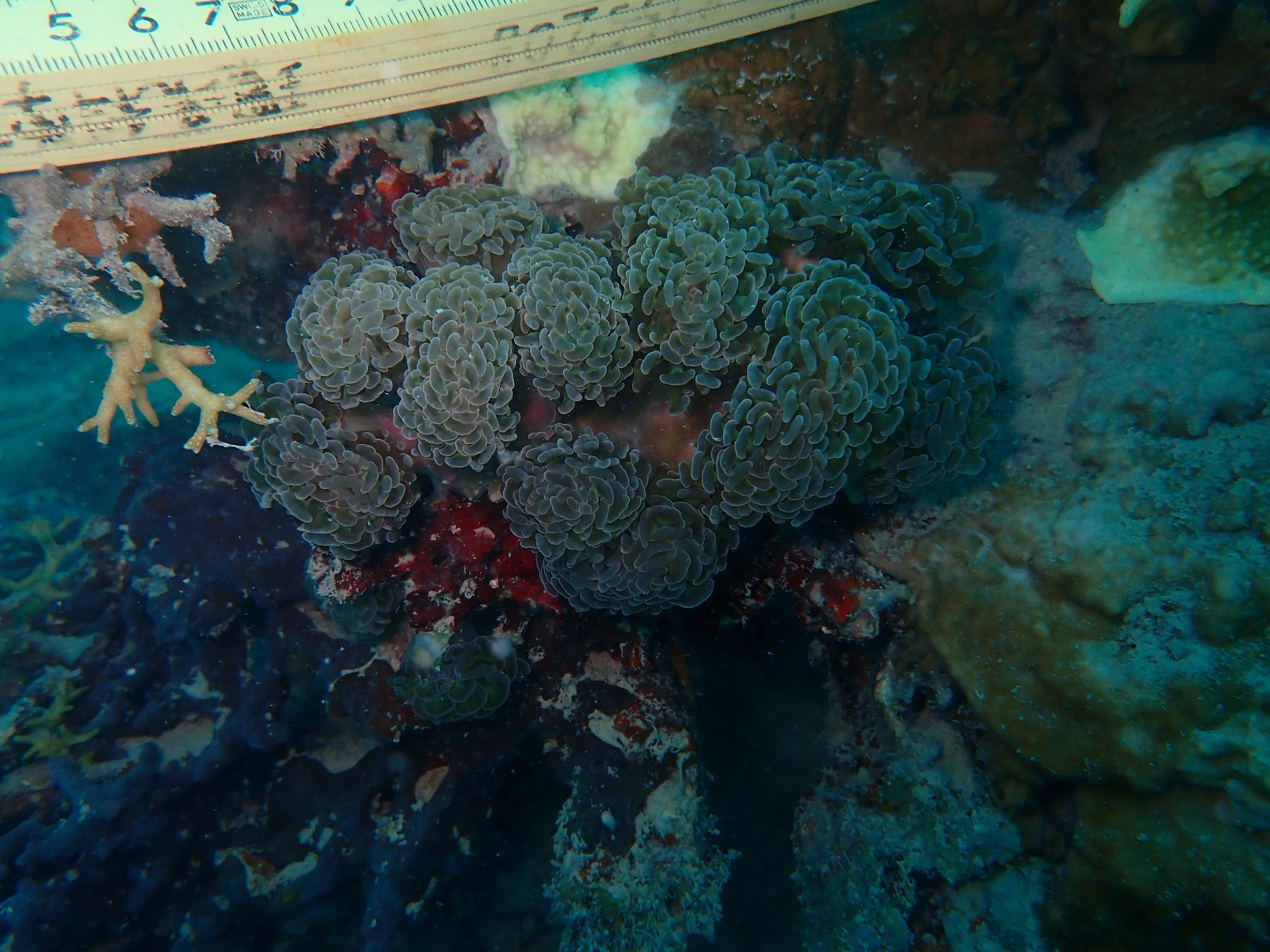 Fimbriaphyllia paraancora