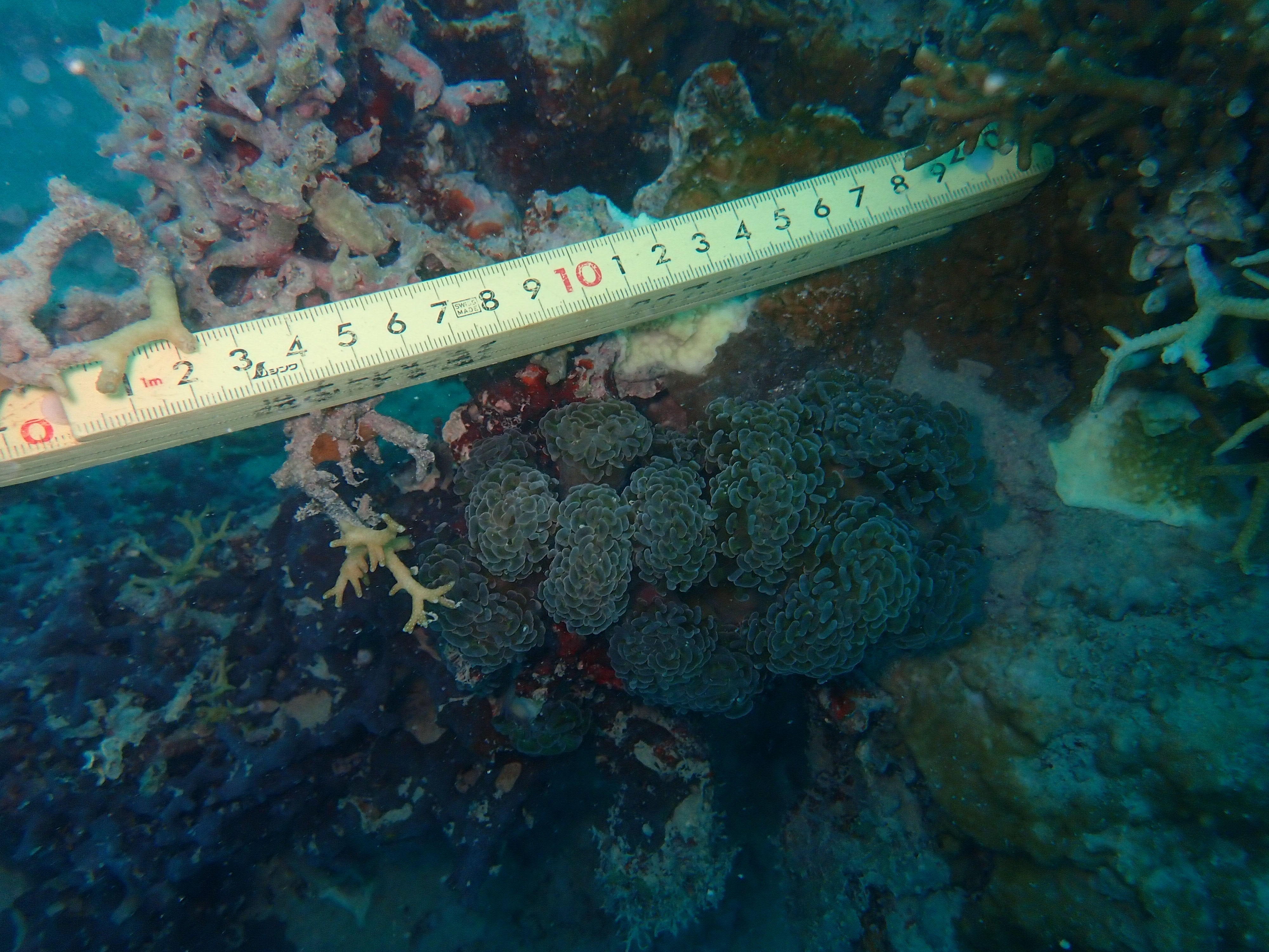 Fimbriaphyllia paraancora