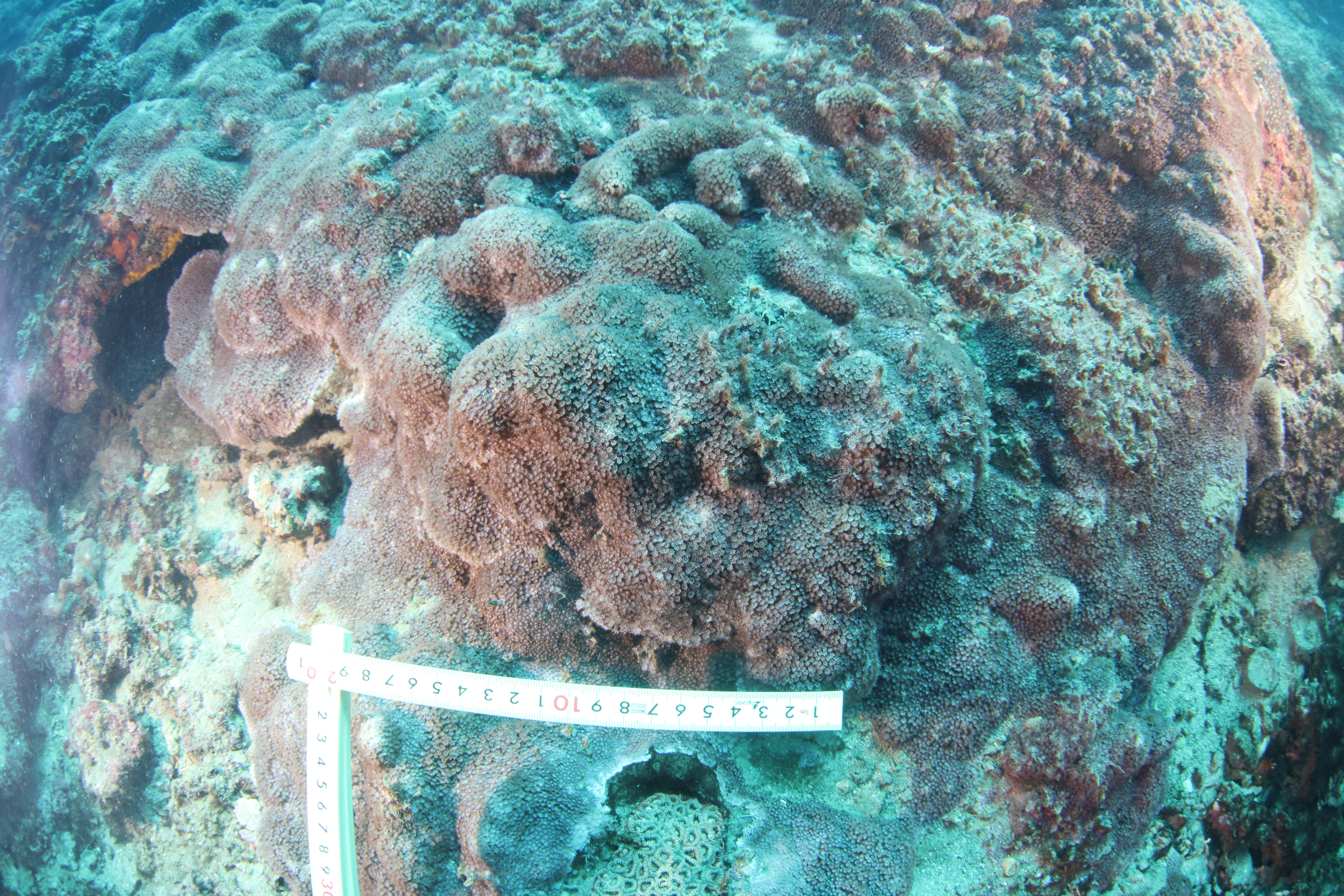 Bernardpora stutchburyi