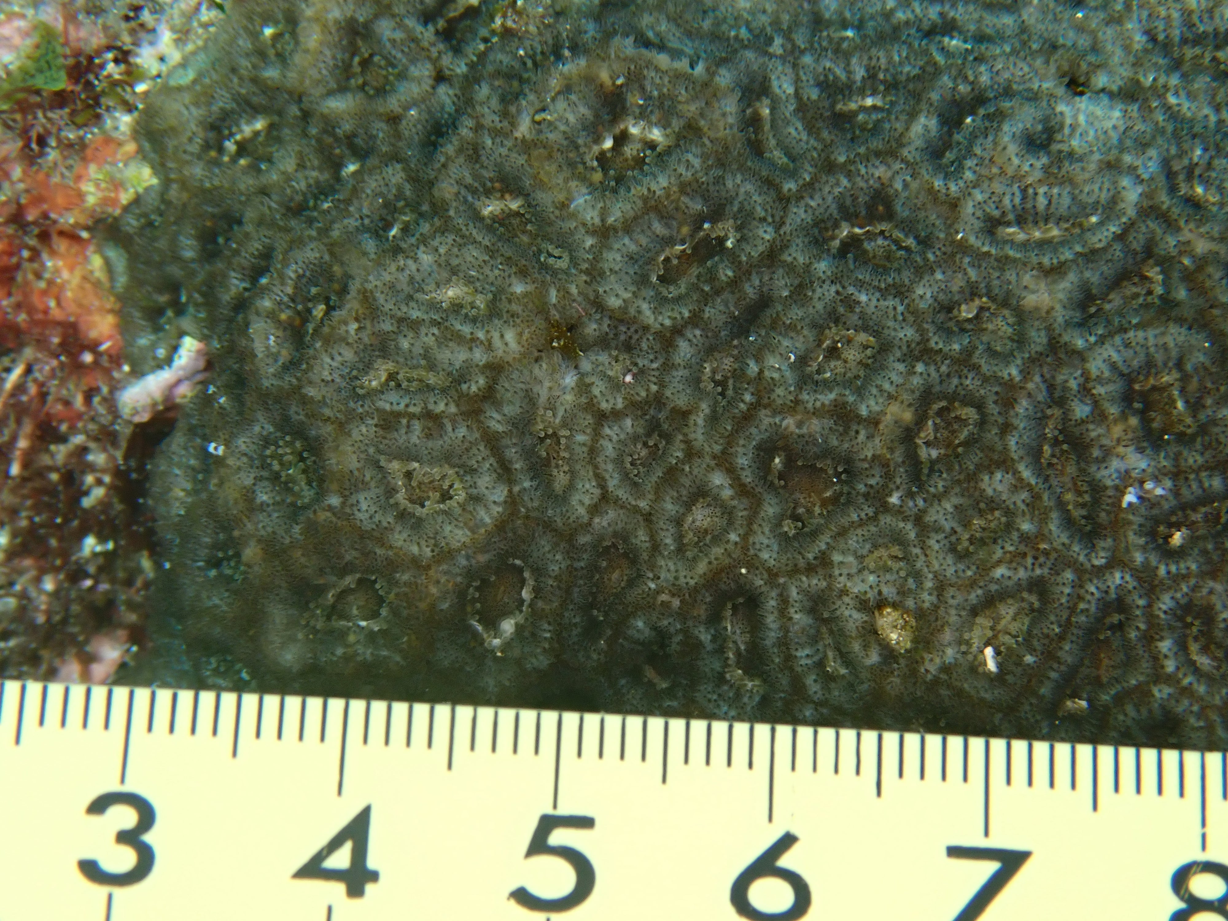 Micromussa amakusensis