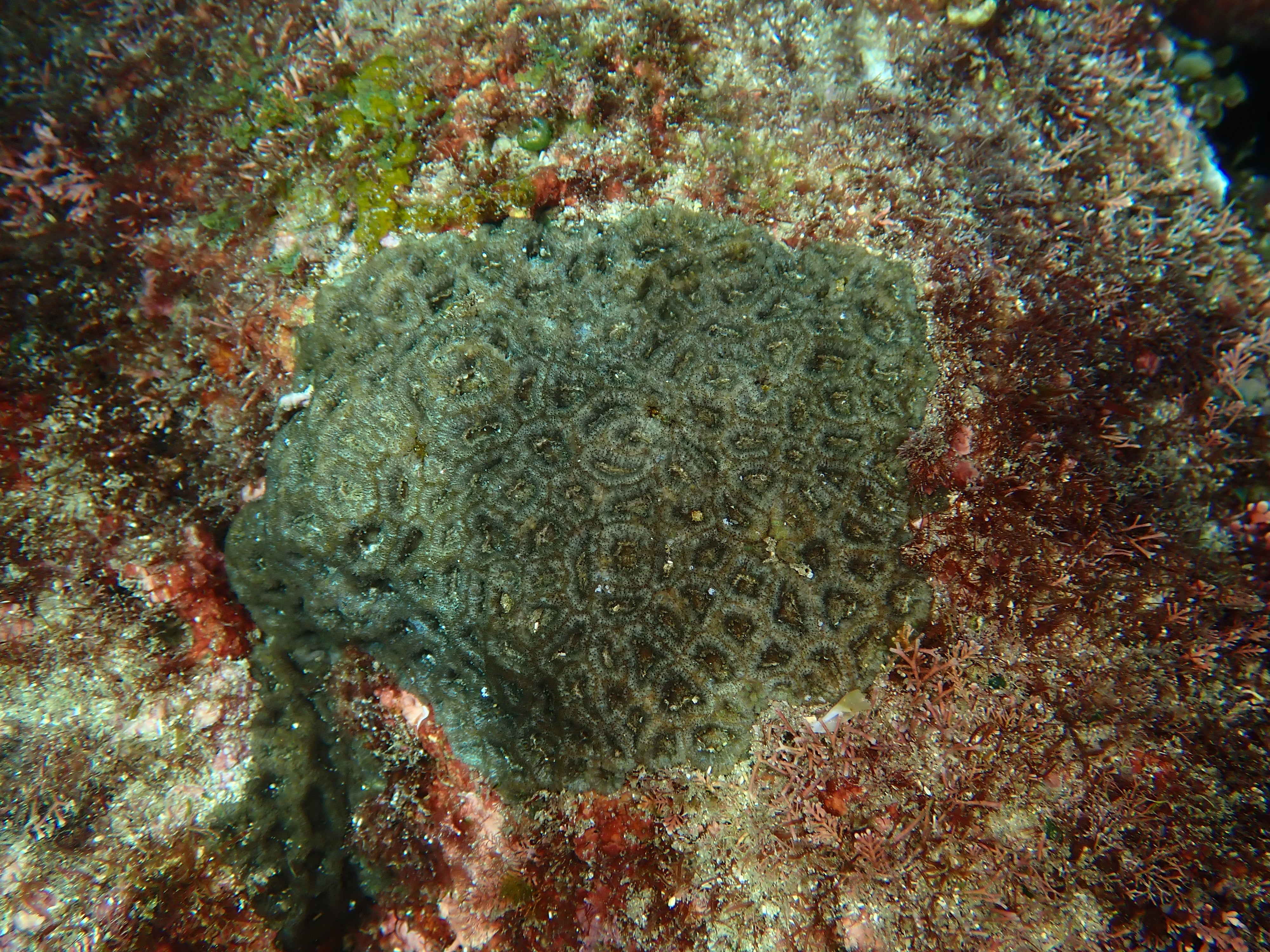 Micromussa amakusensis