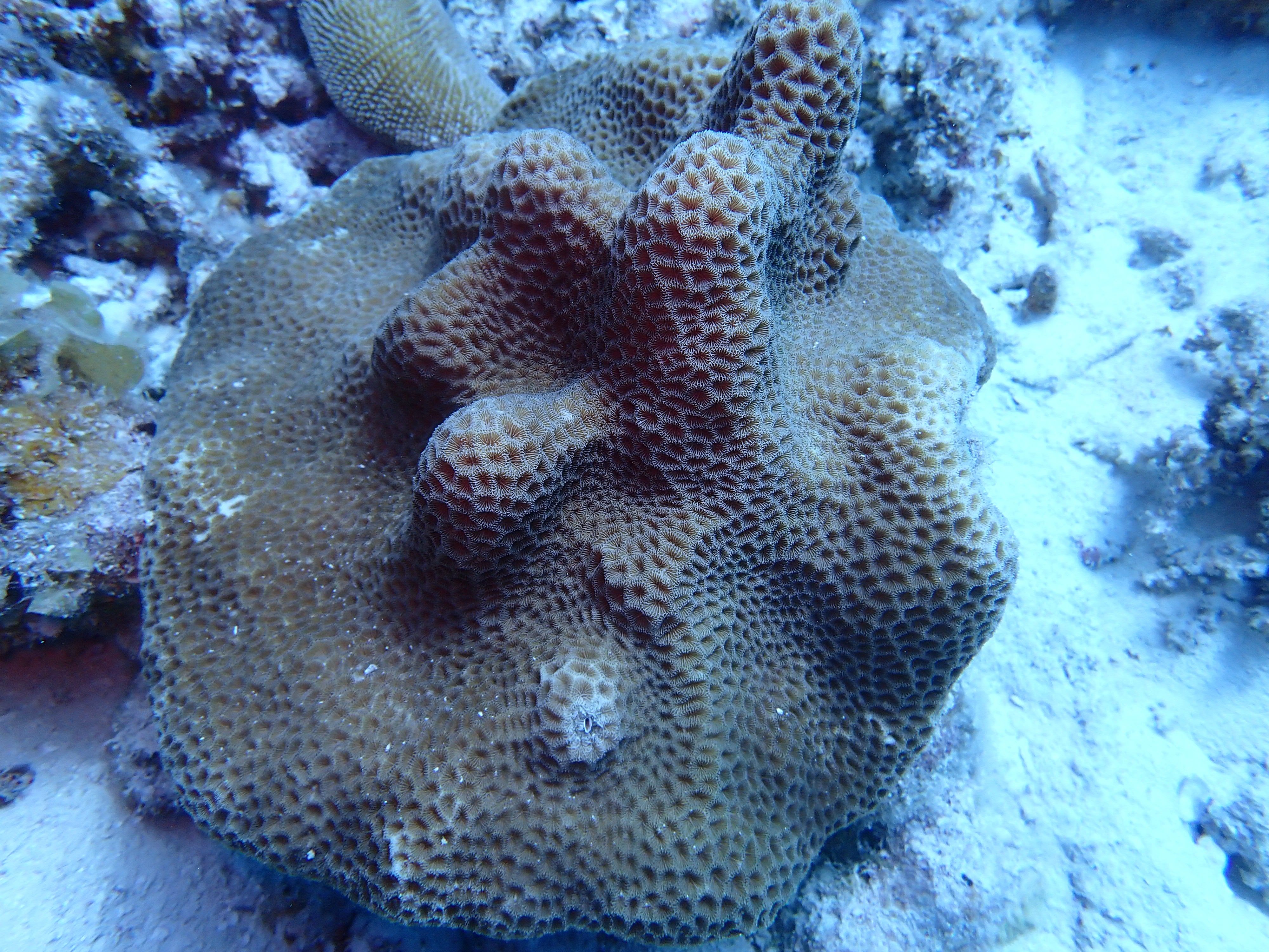 Coeloseris mayeri