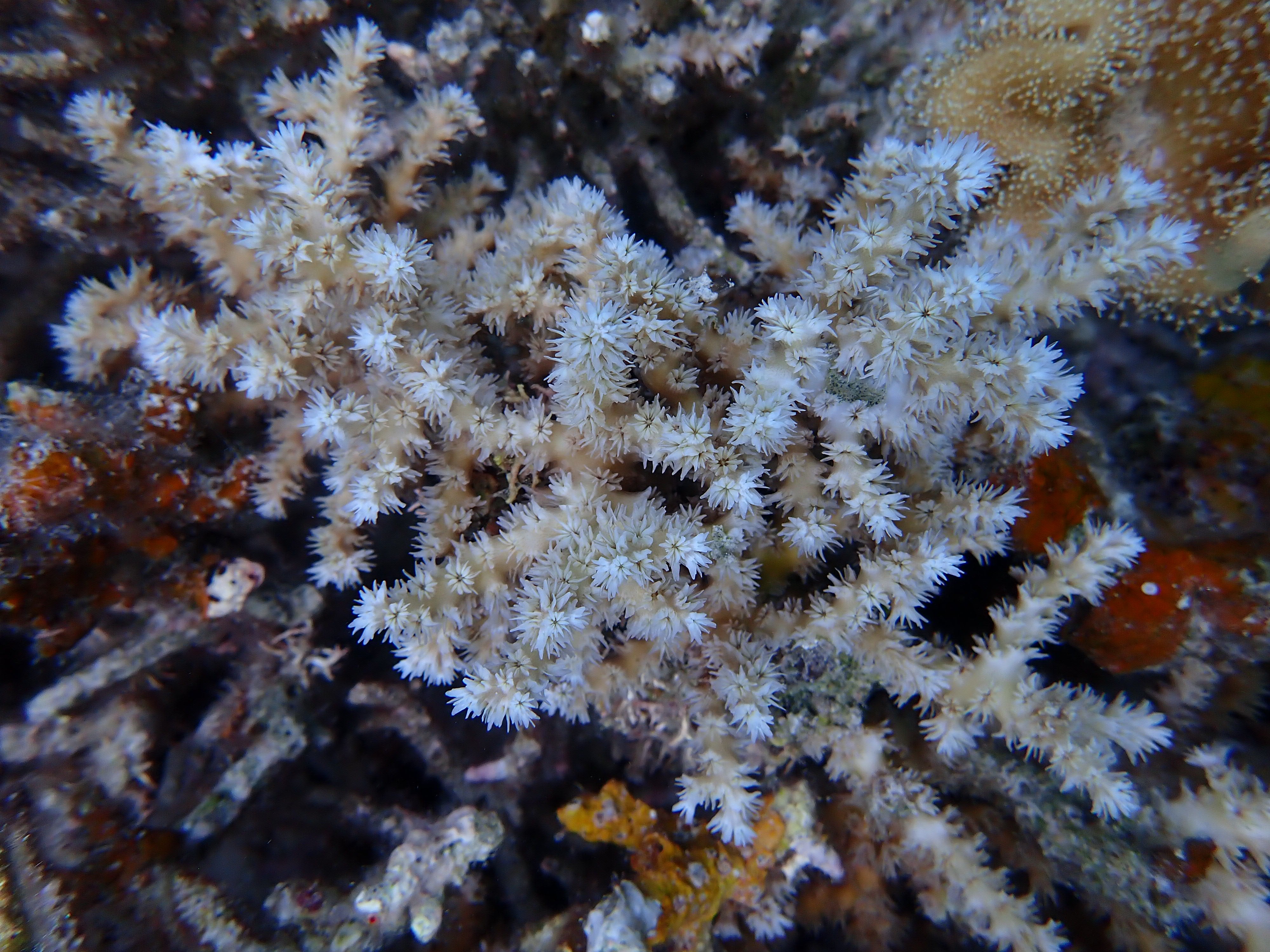 Galaxea horrescens