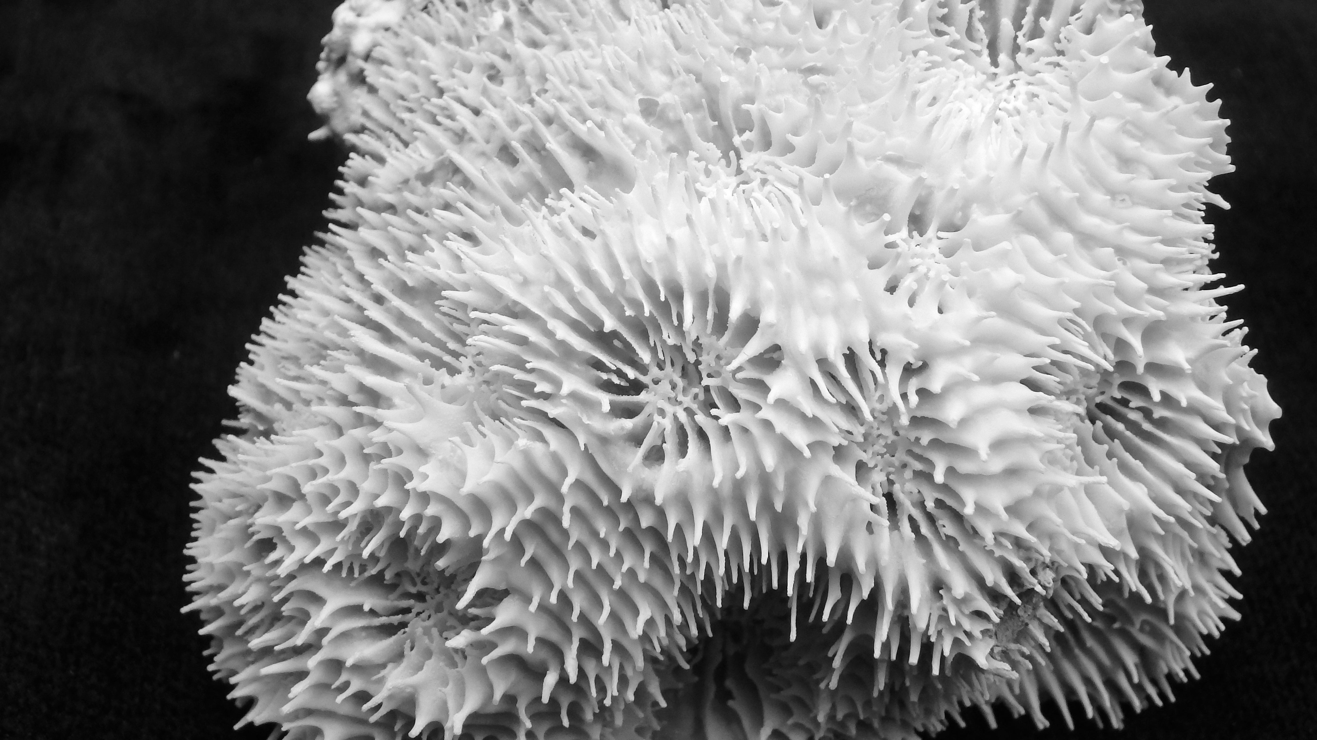 Acanthastrea echinata