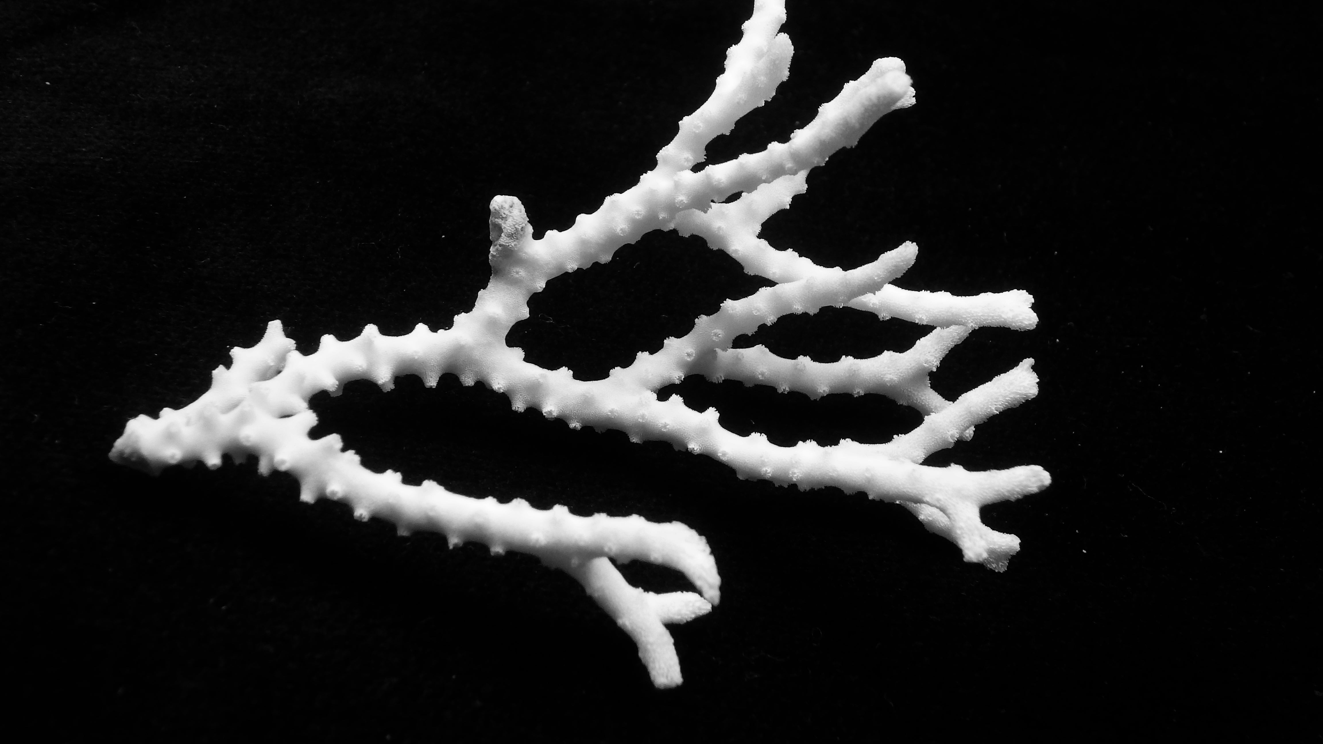 Anacropora matthaii