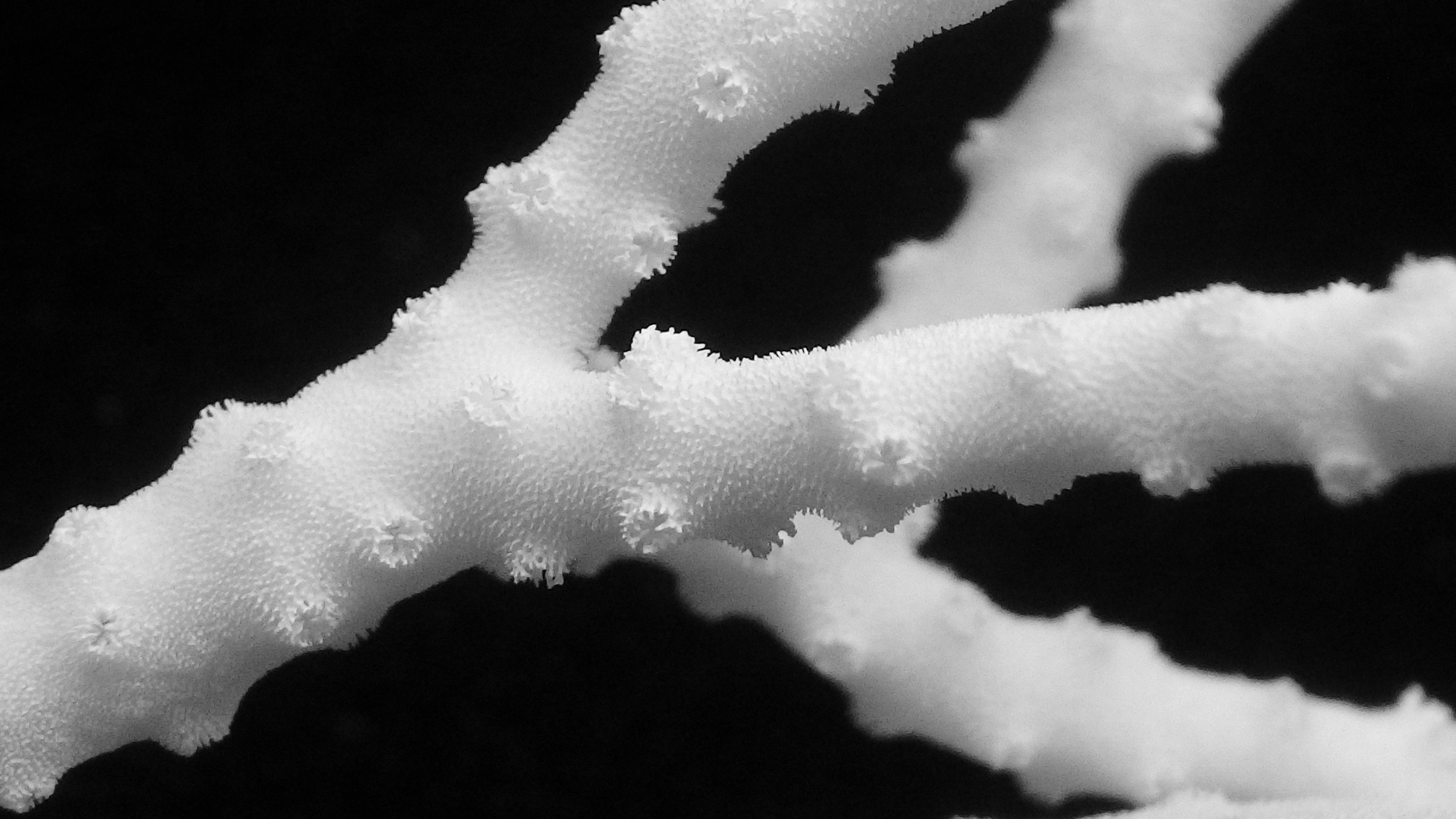 Anacropora matthaii