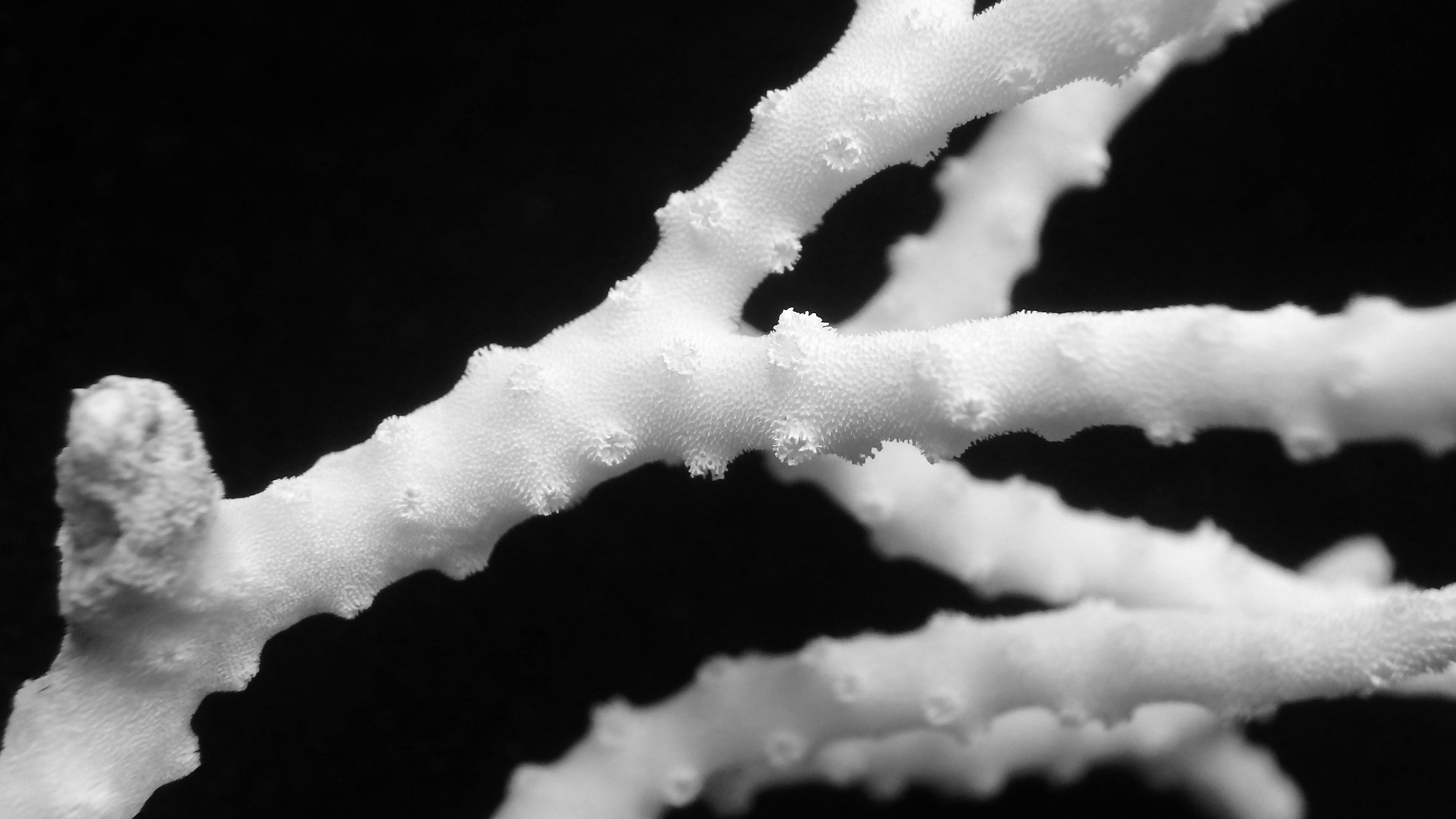 Anacropora matthaii