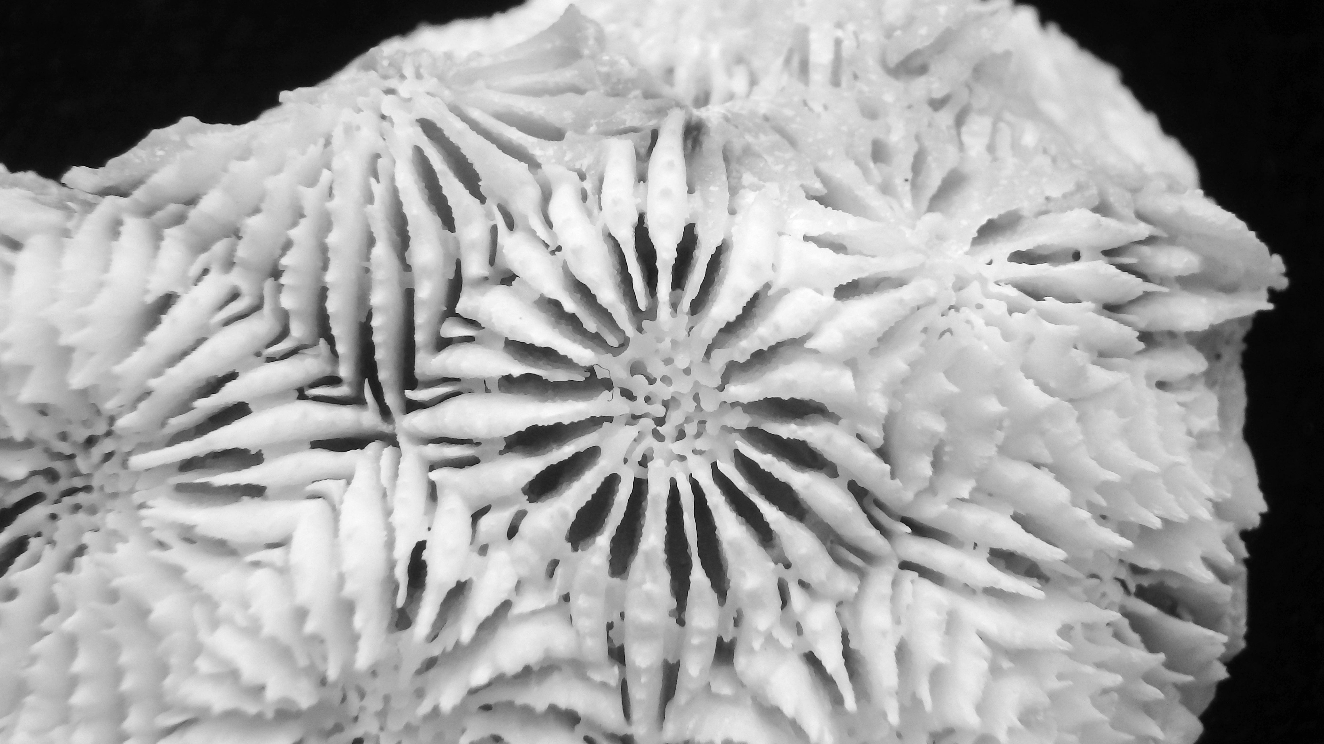 Diploastrea heliopora