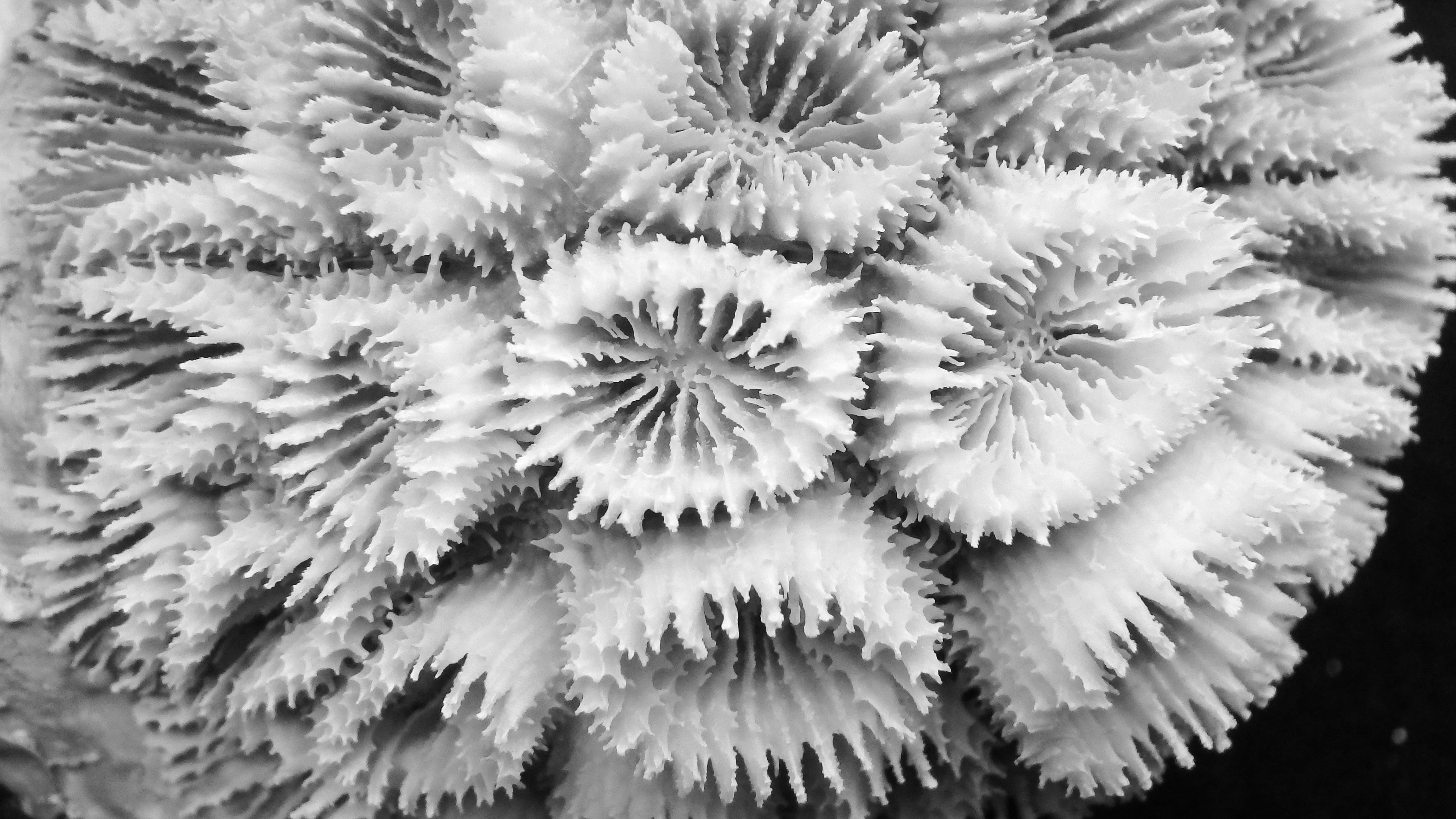 Dipsastraea pallida