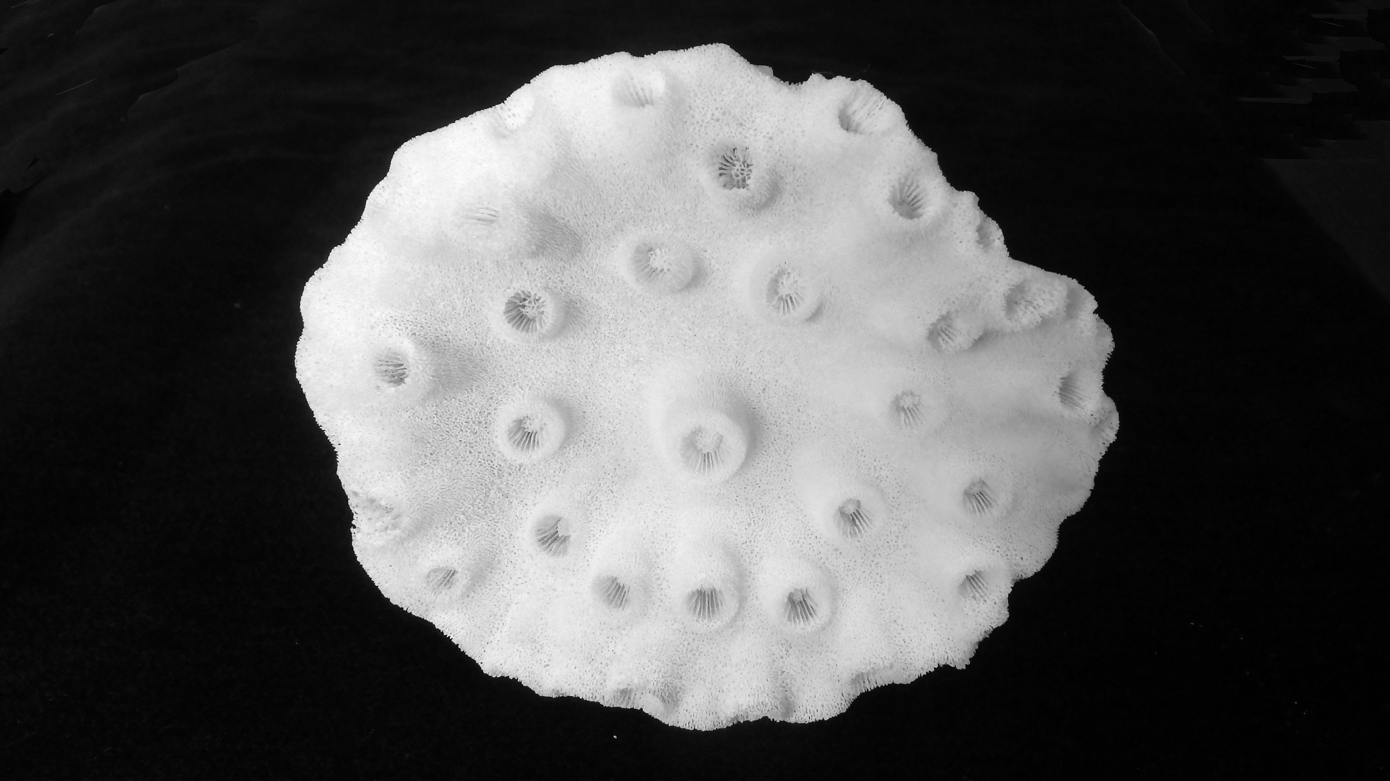 Duncanopsammia peltata