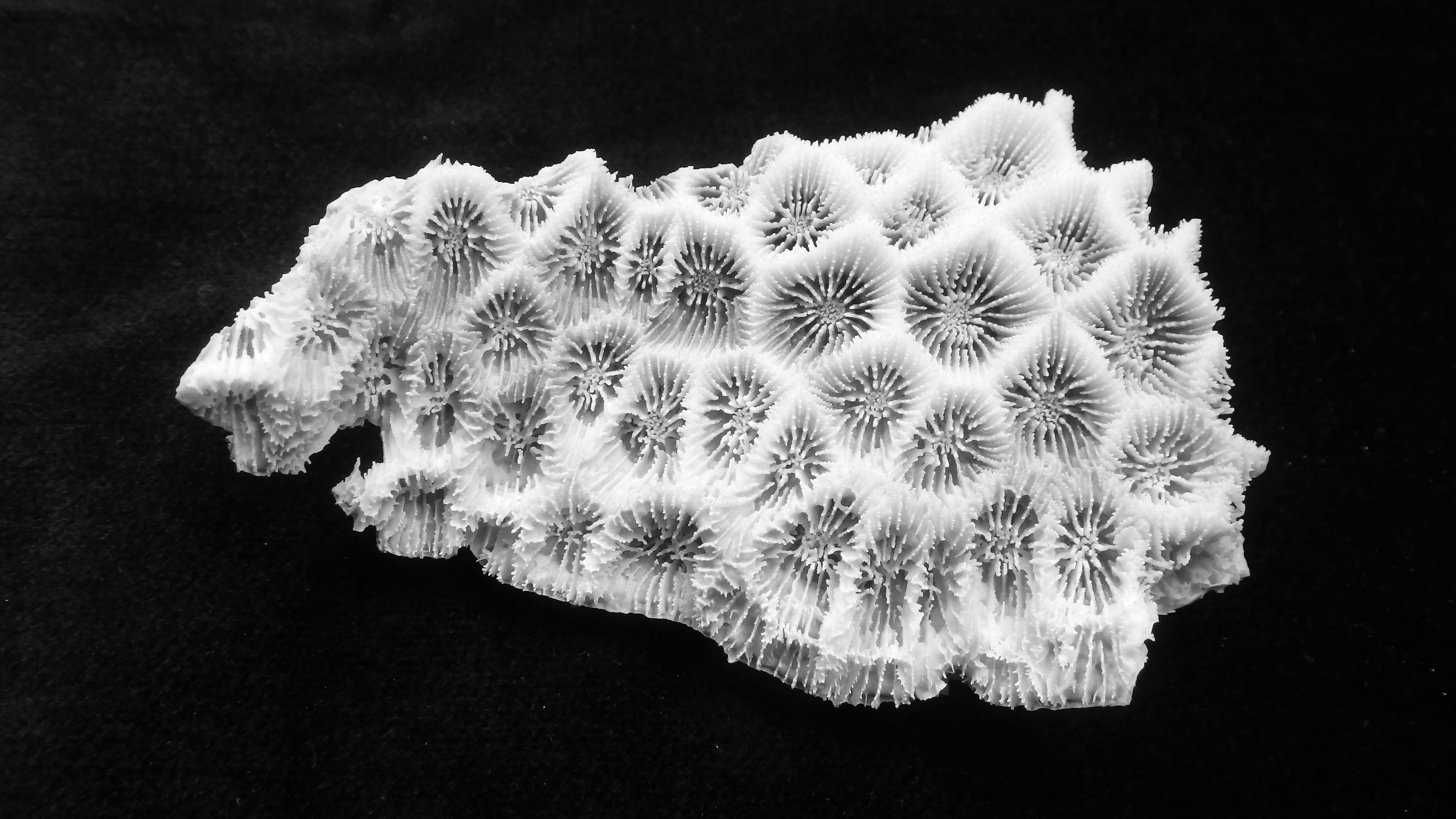 Favites halicora