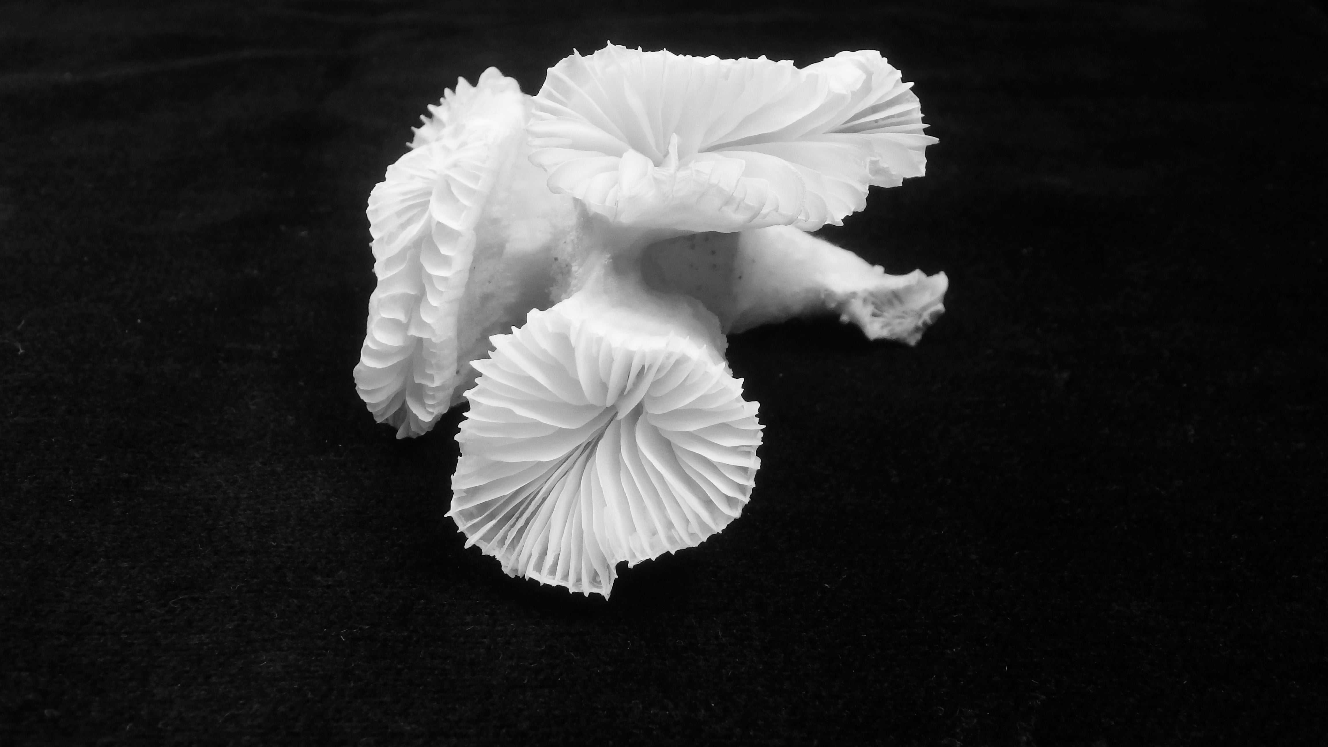 Fimbriaphyllia paradivisa