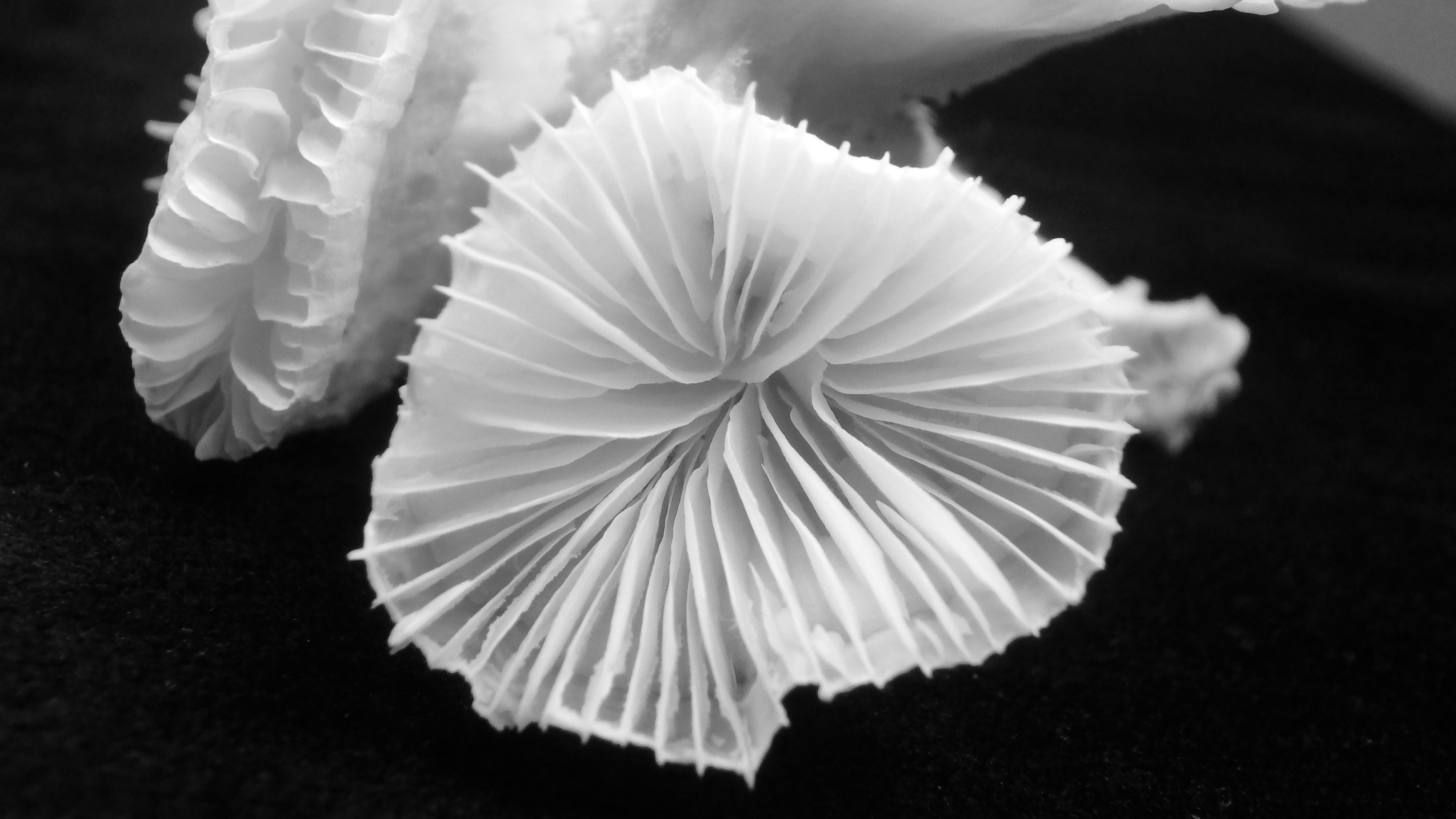 Fimbriaphyllia paradivisa