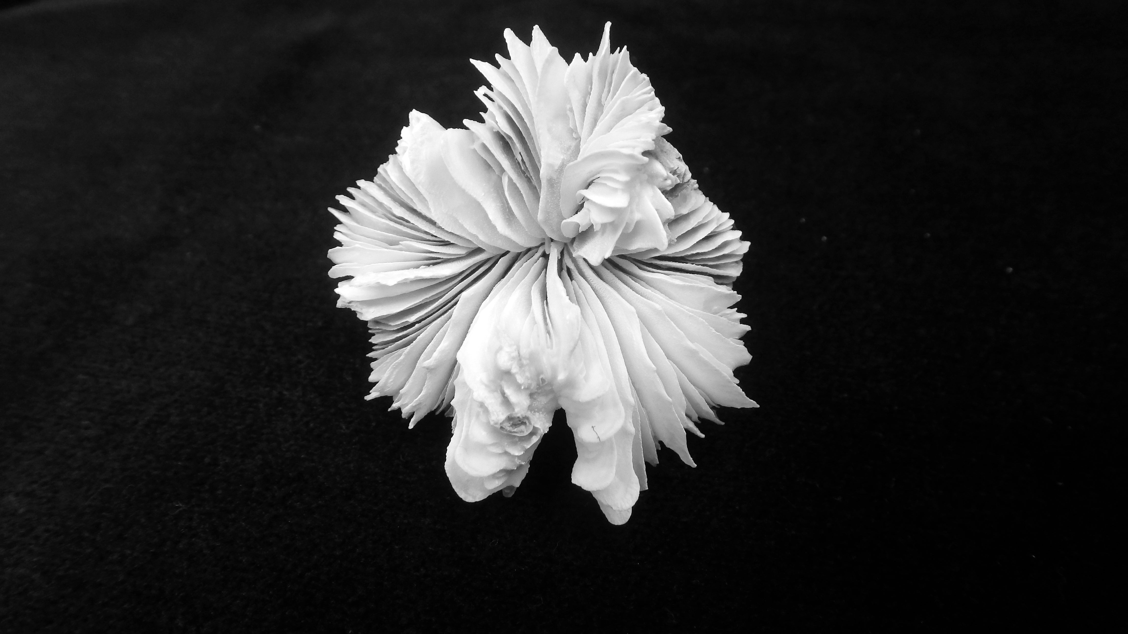 Fimbriaphyllia yaeyamaensis