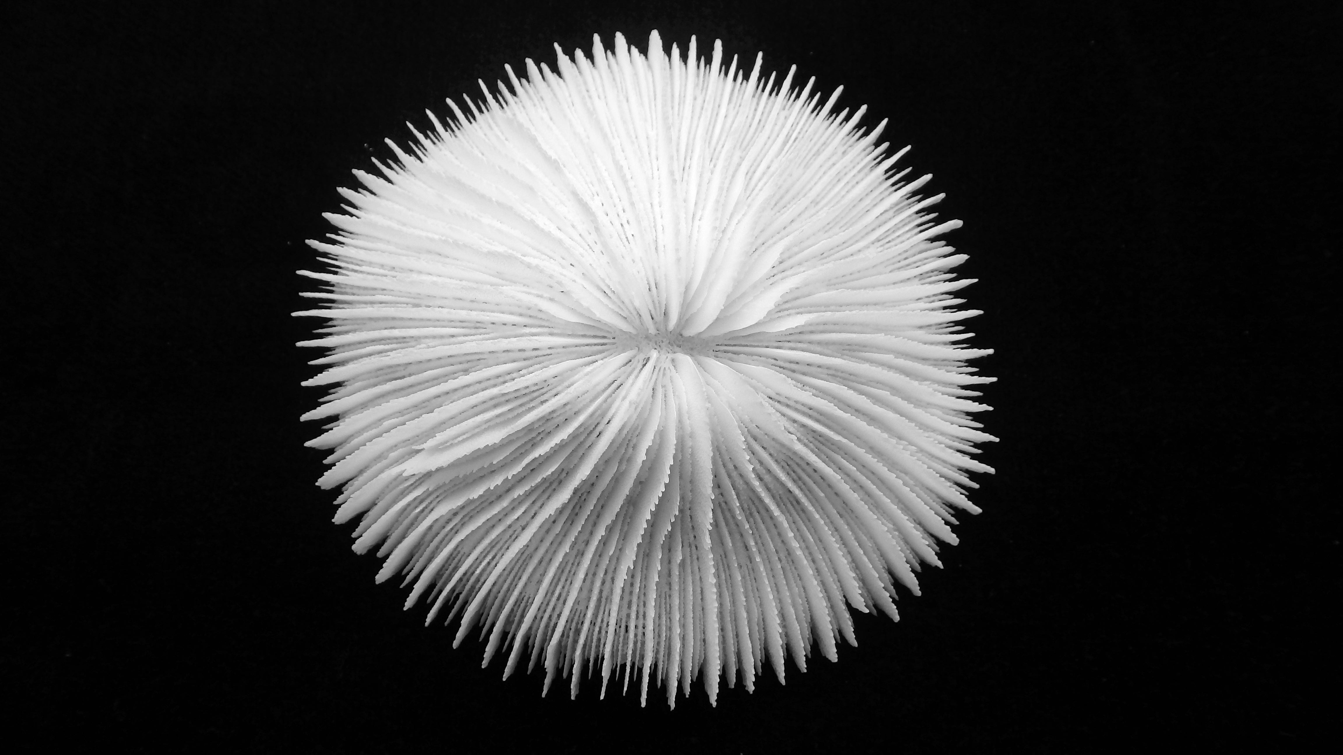 Fungia fungites