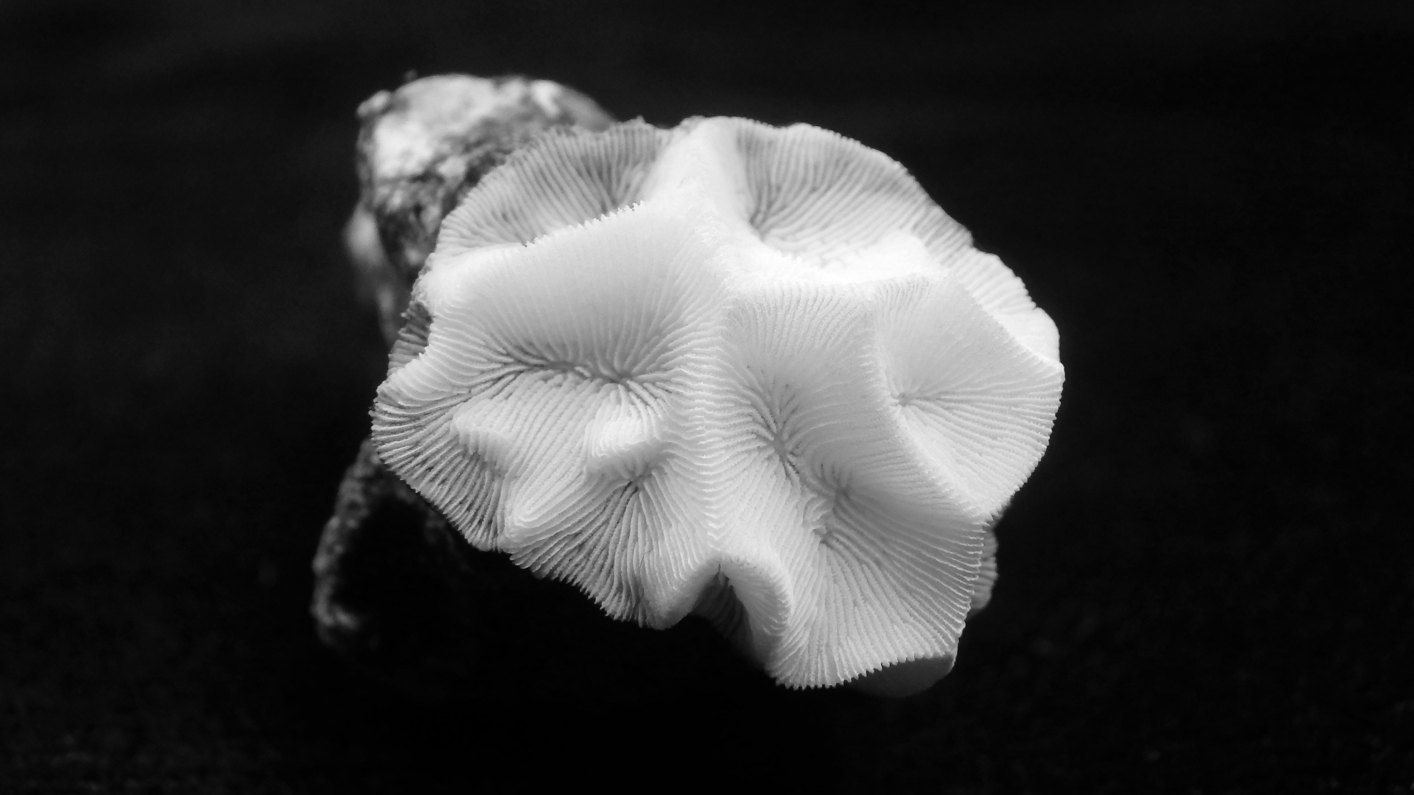 Gardineroseris planulata