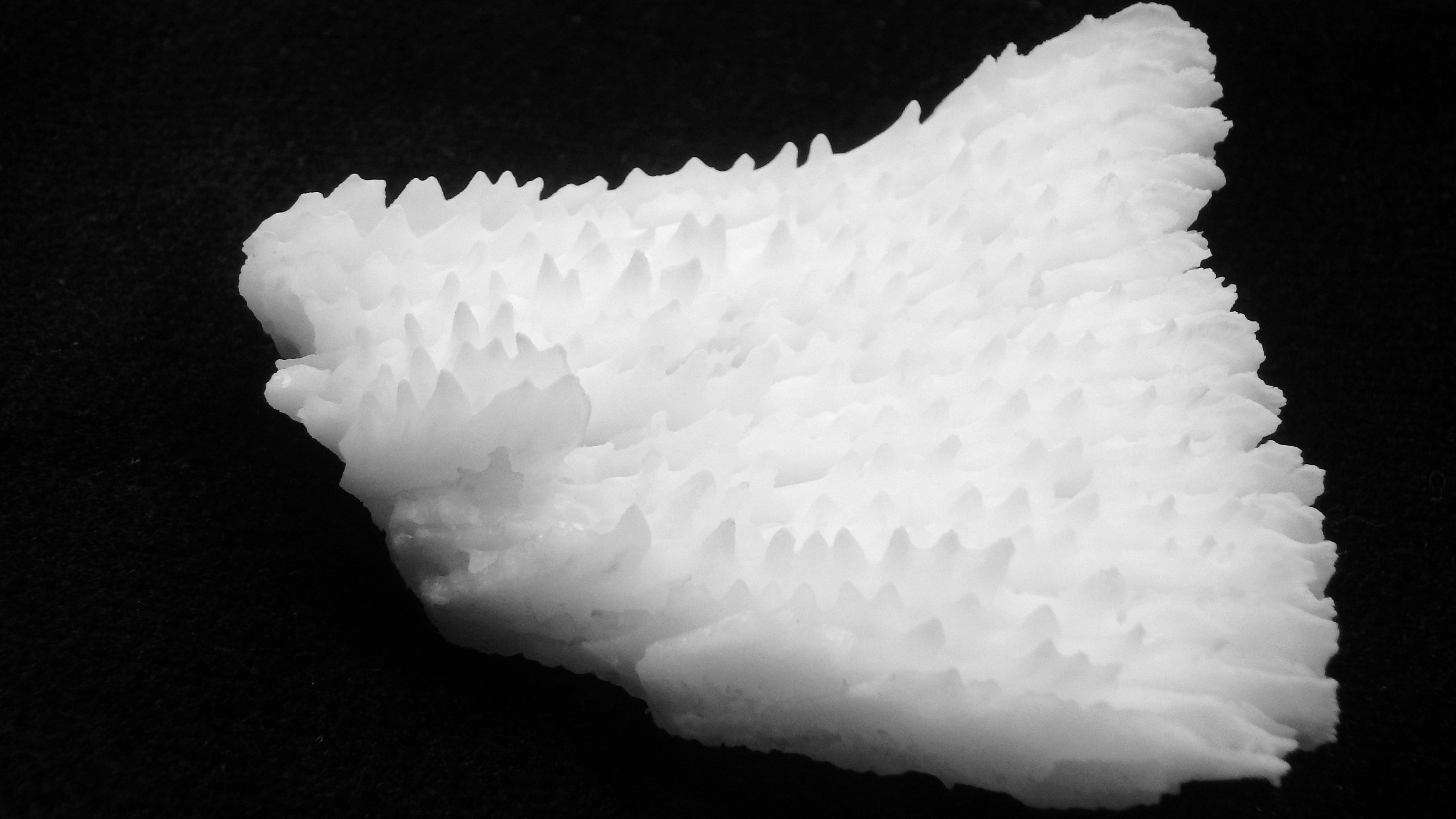 Halomitra pileus