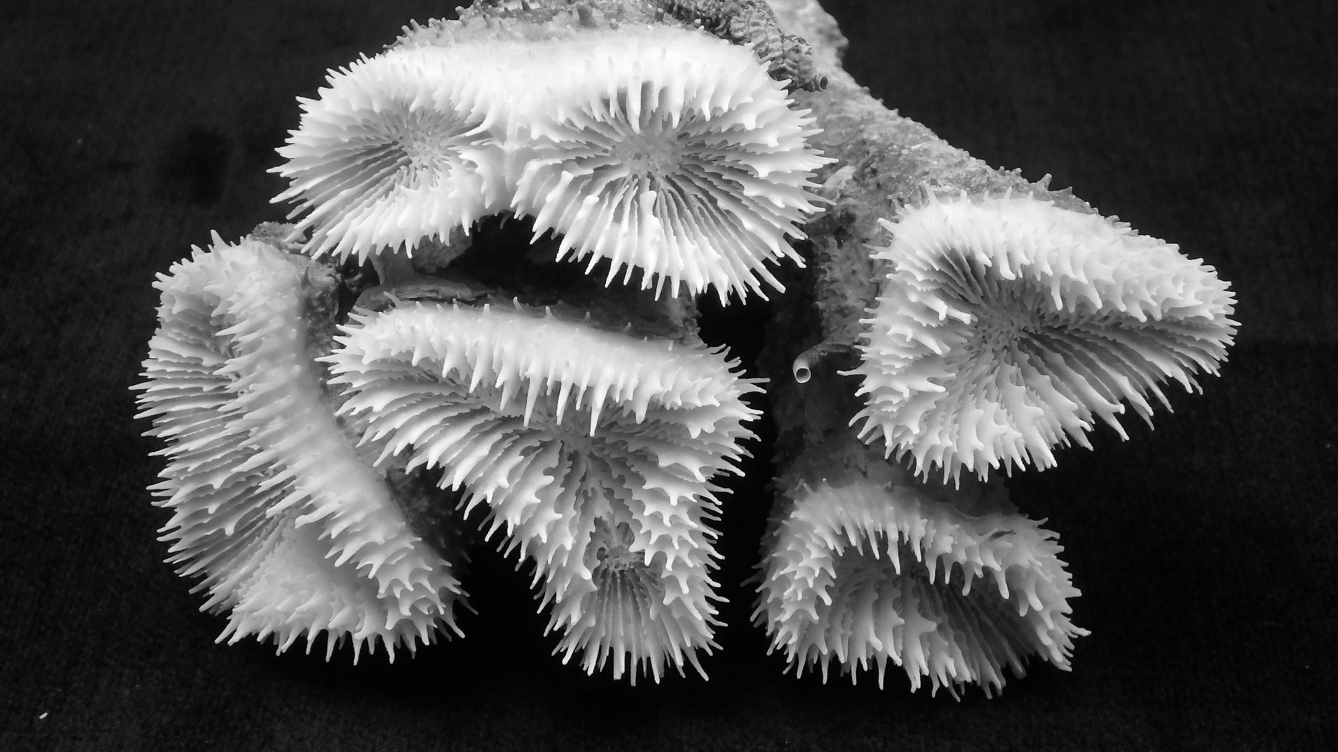Lobophyllia corymbosa
