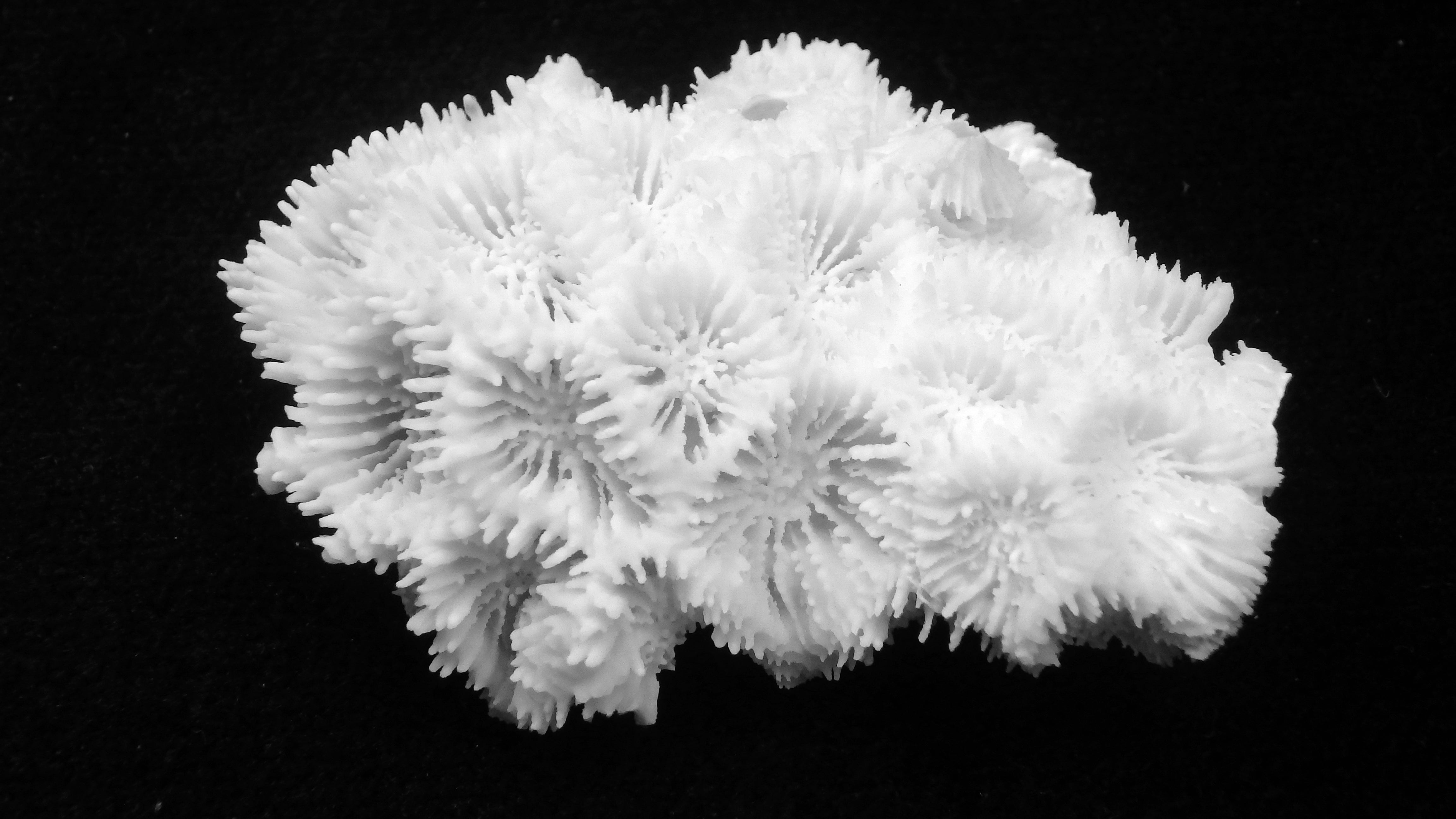Micromussa amakusensis