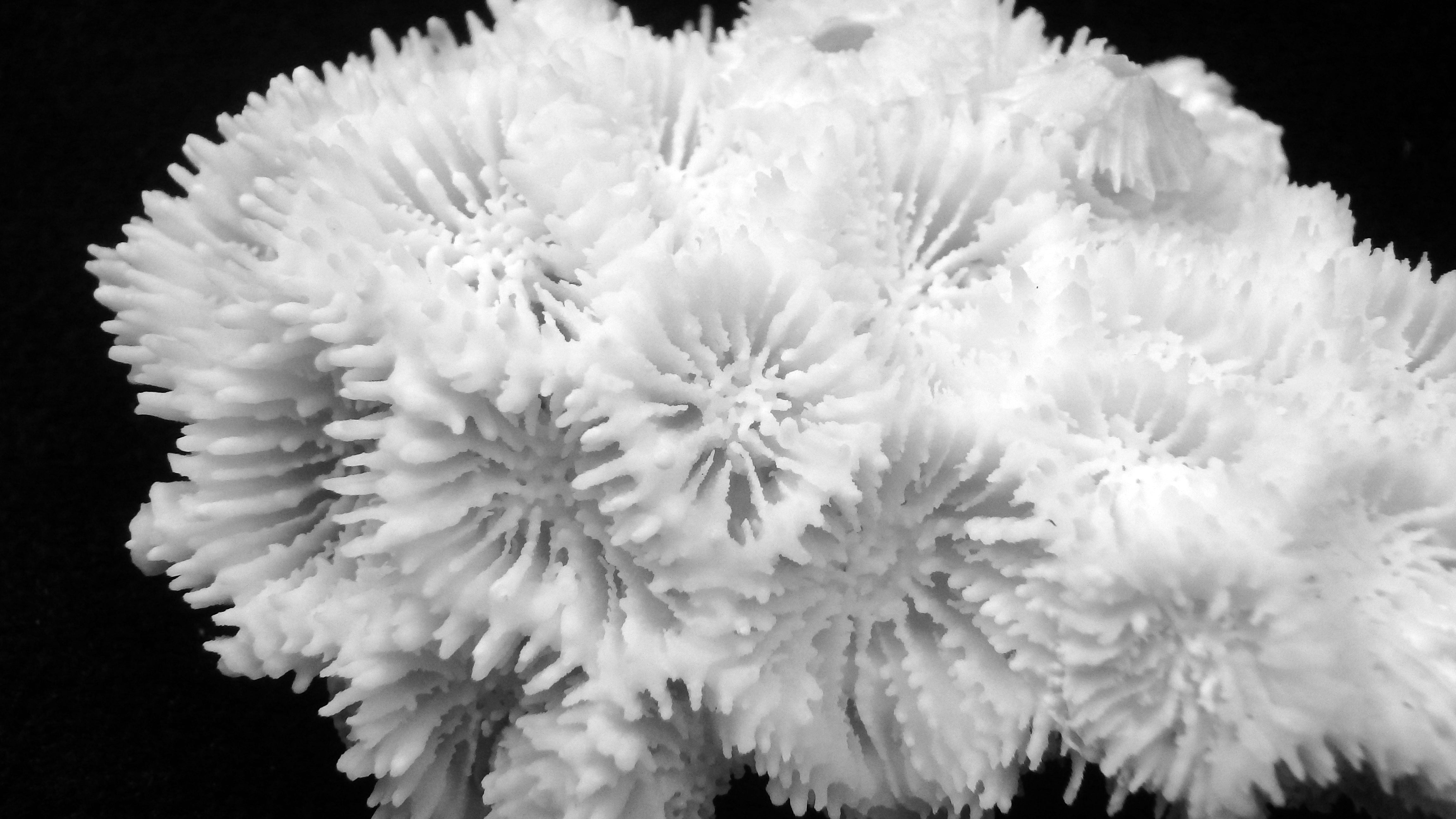 Micromussa amakusensis
