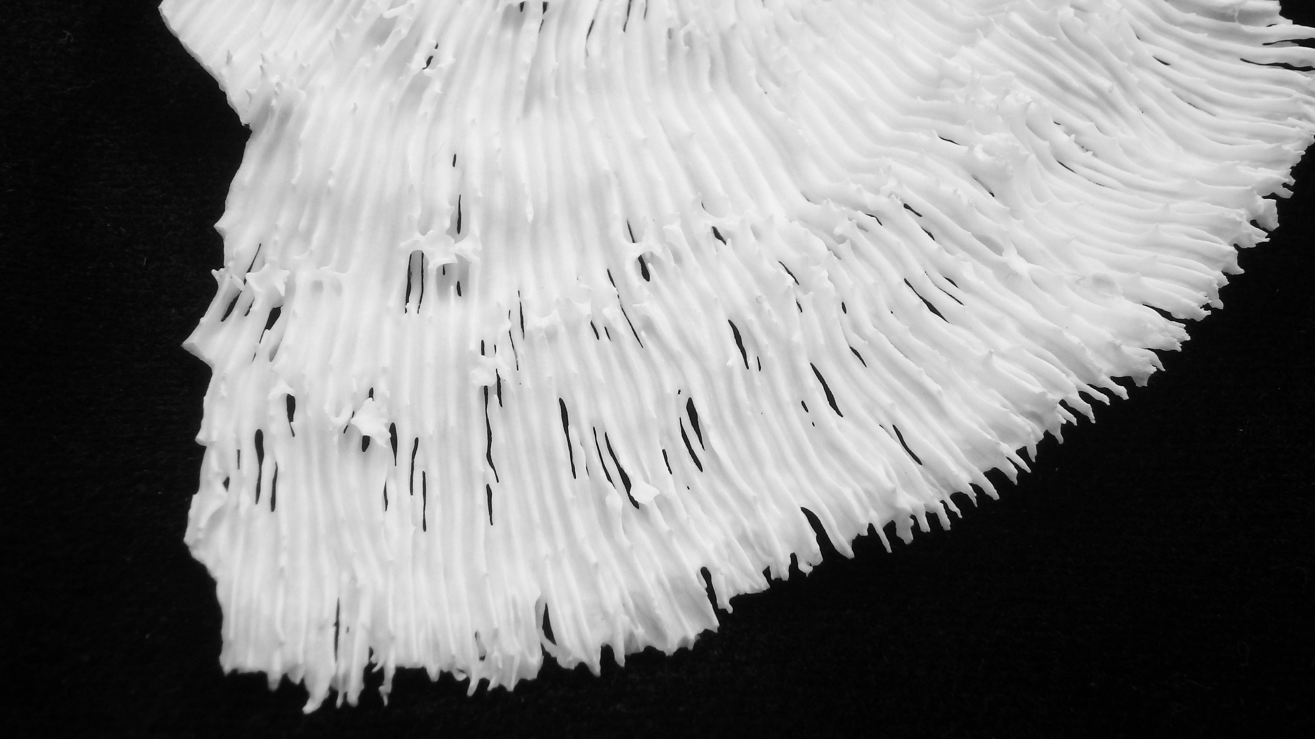 Oxypora lacera