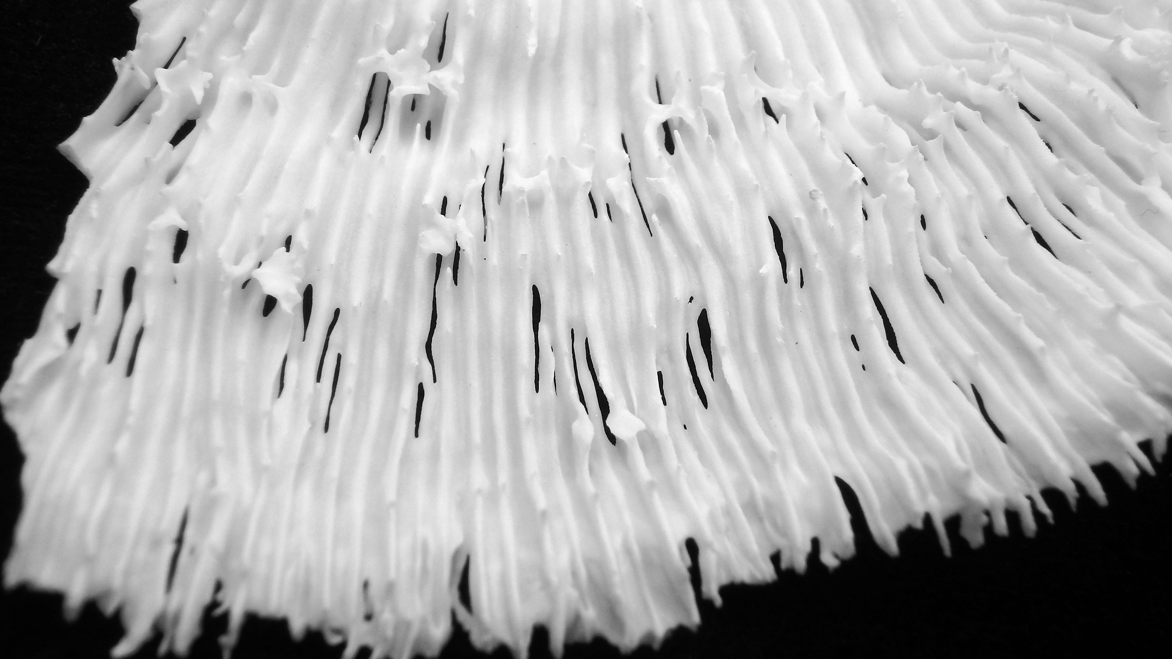 Oxypora lacera