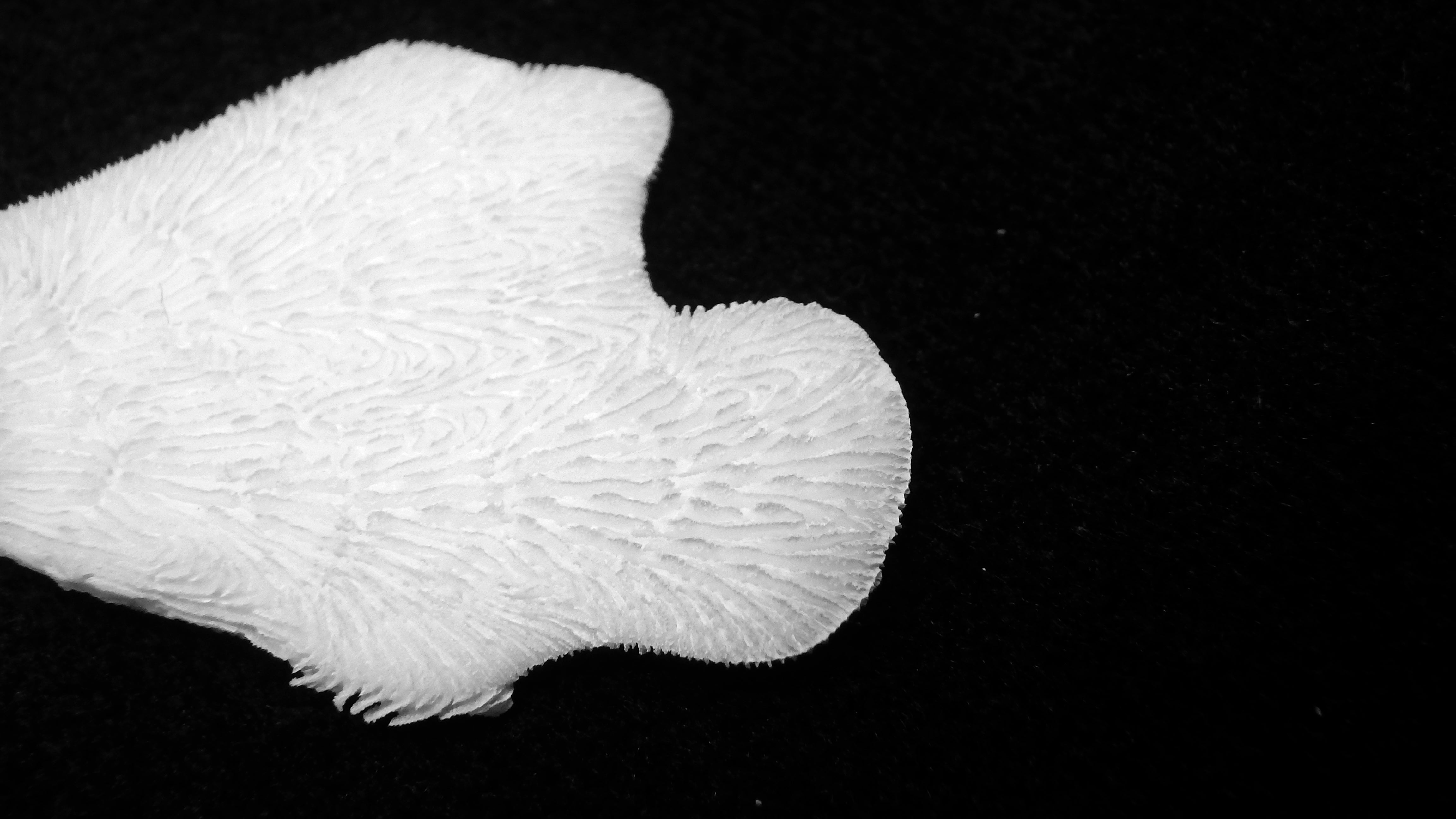 Pavona decussata