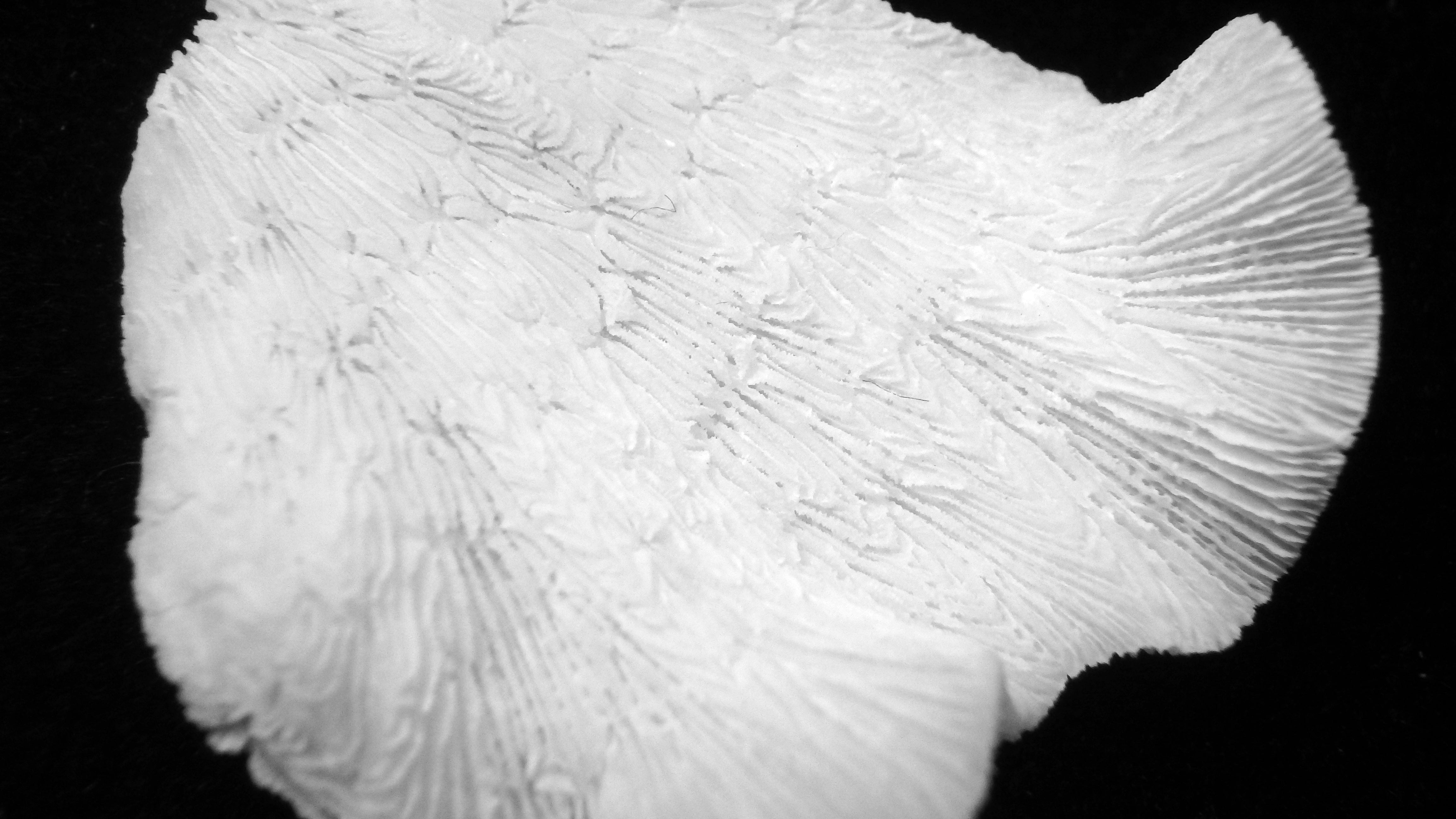Pavona decussata