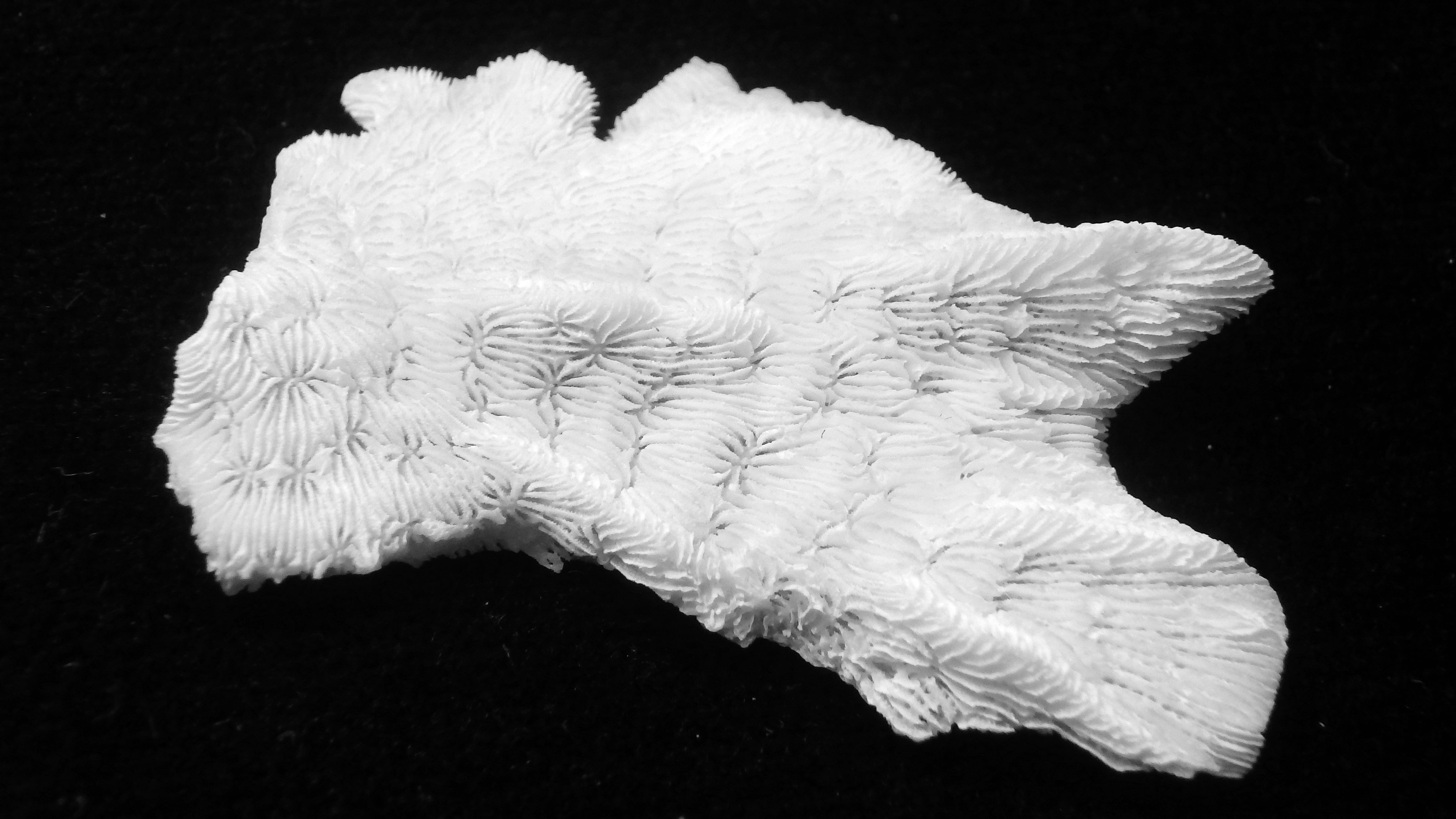 Pavona decussata