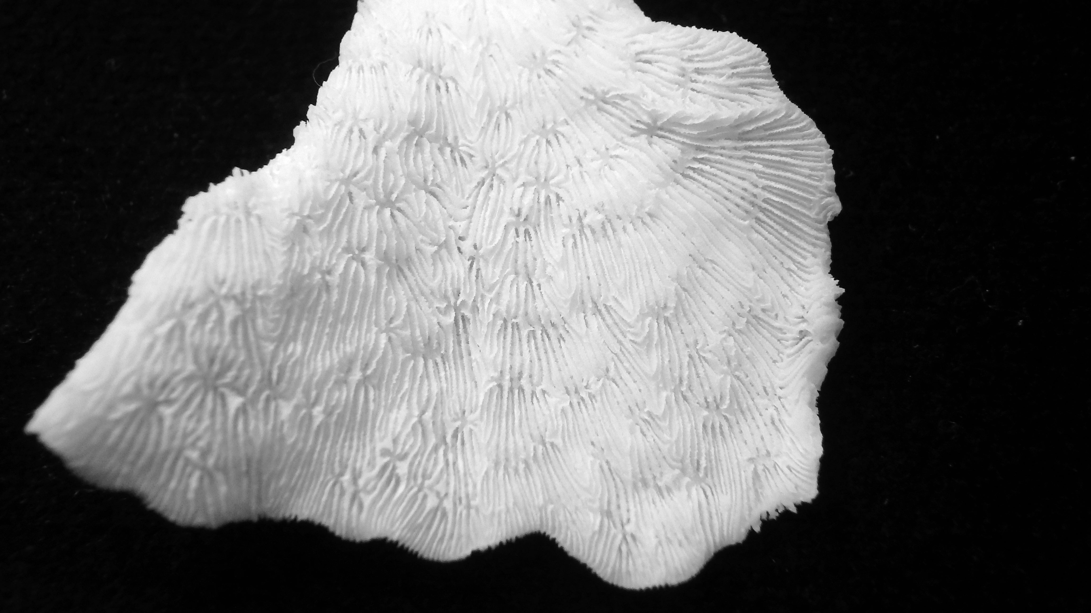 Pavona frondifera