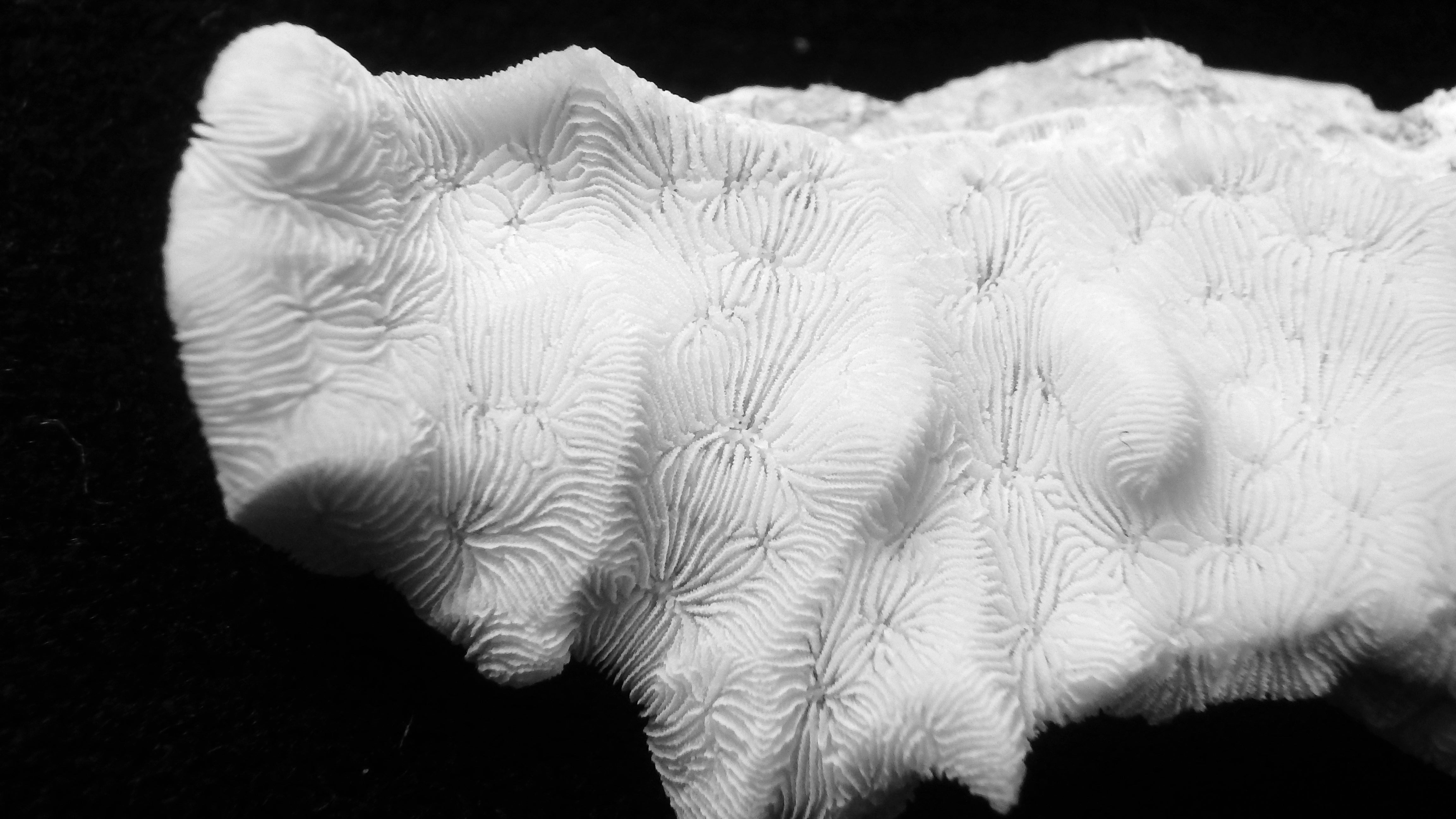 Pavona varians