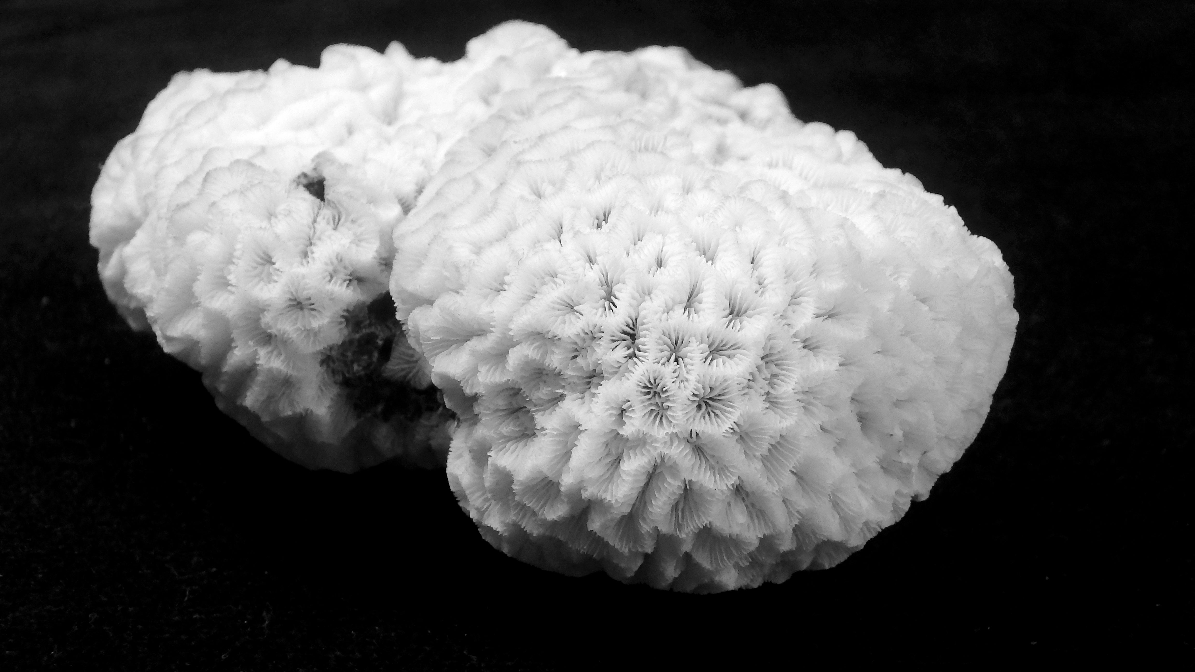 Pavona venosa
