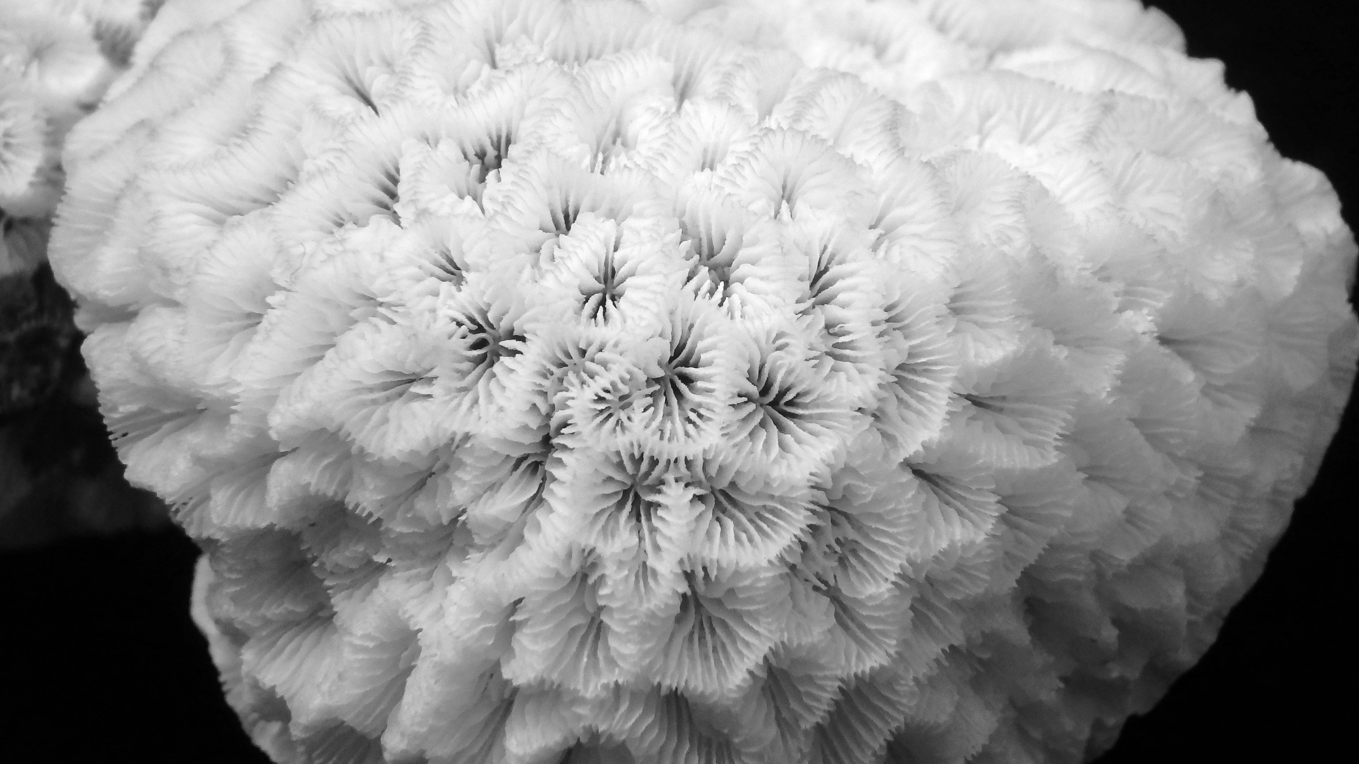 Pavona venosa