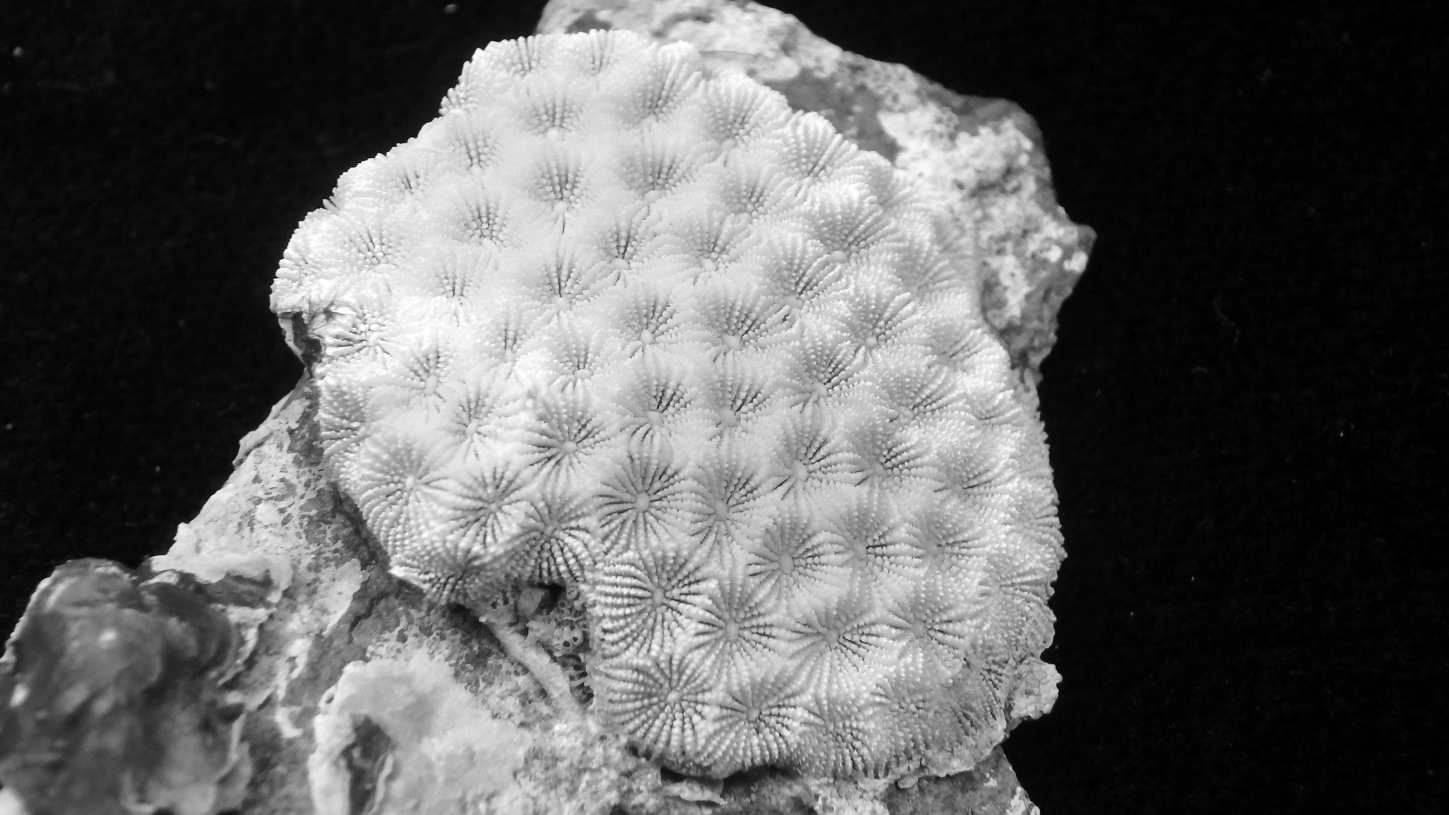 Pseudosiderastrea tayamai