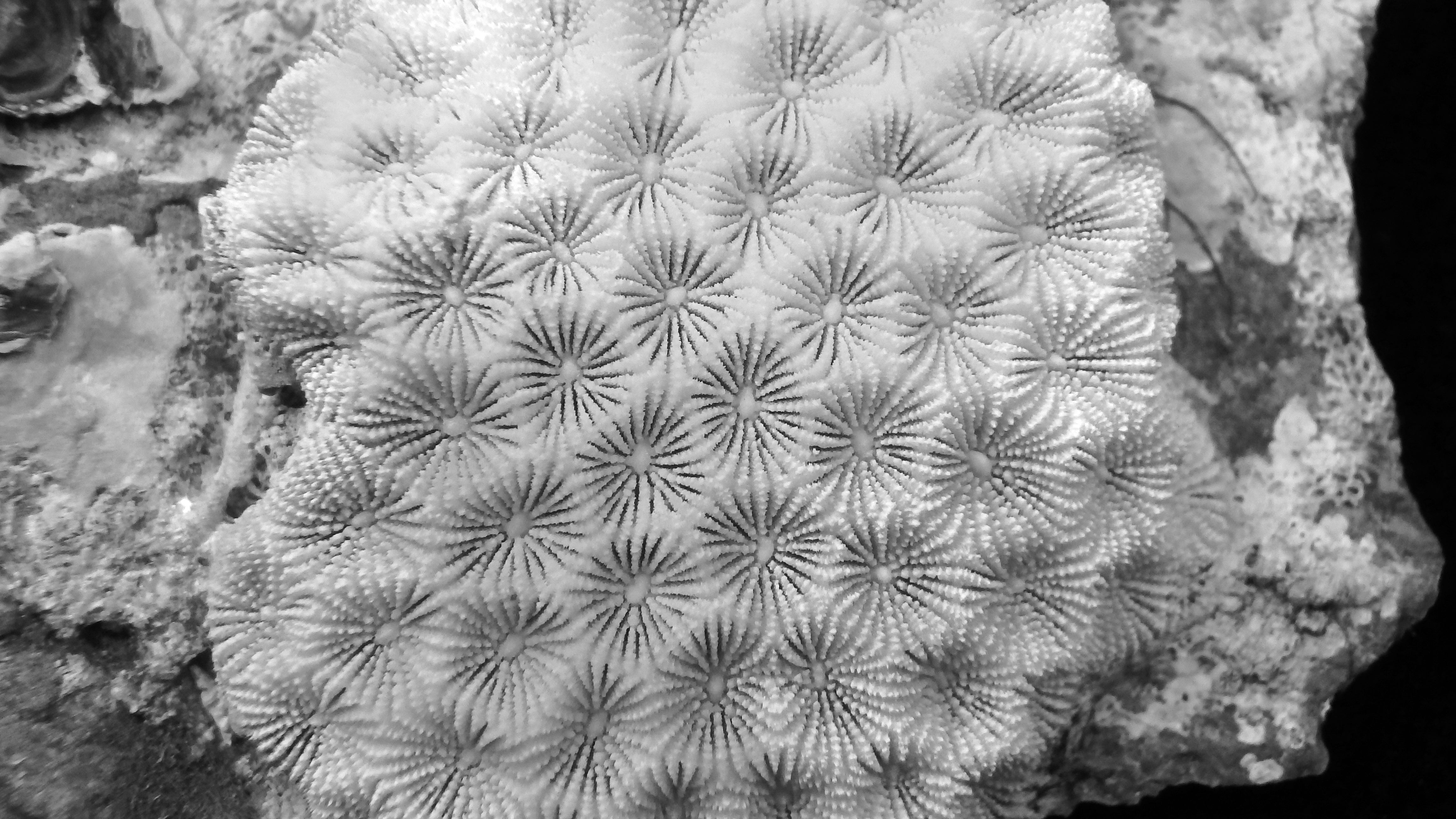Pseudosiderastrea tayamai