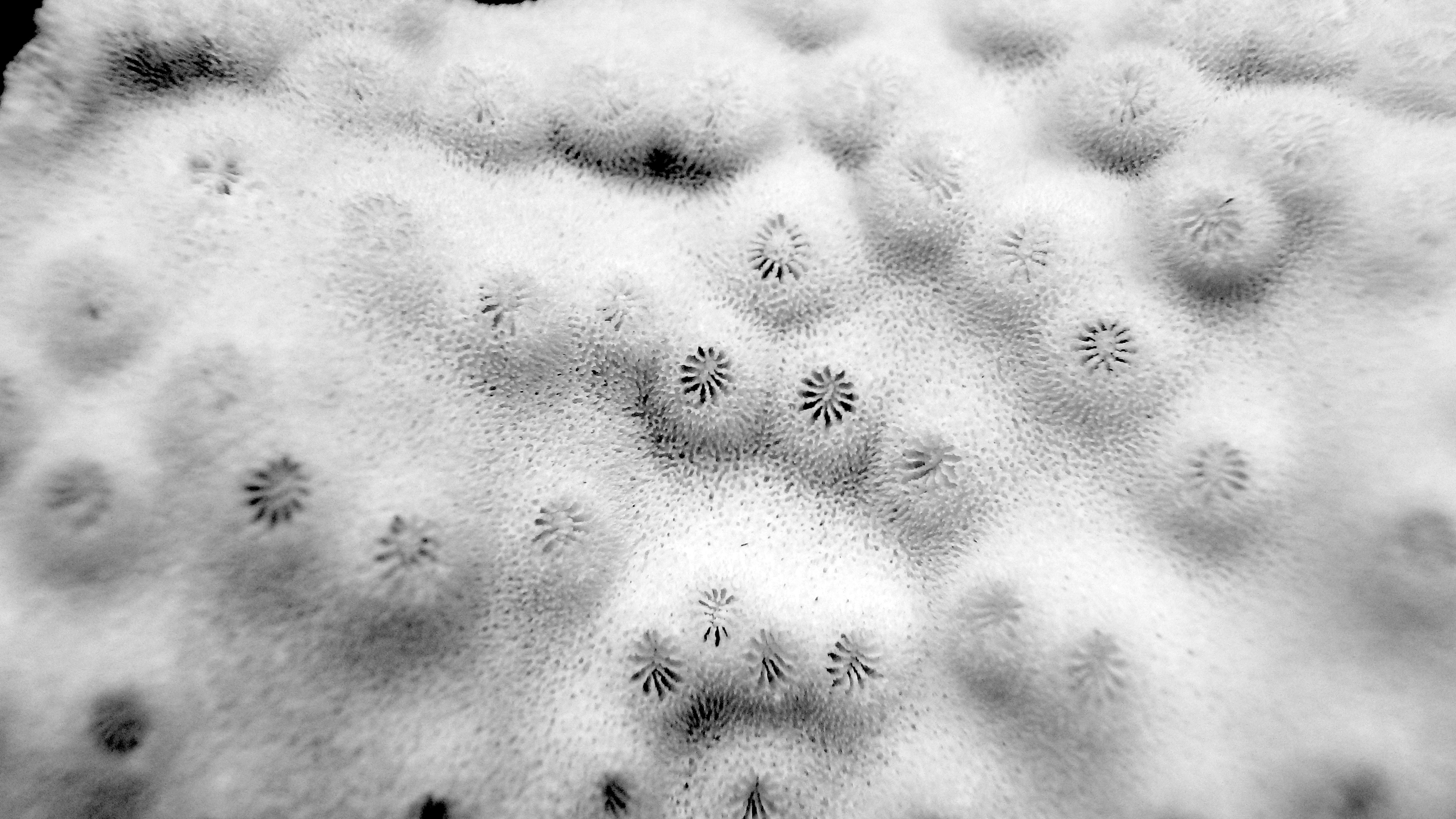 Turbinaria mesenterina