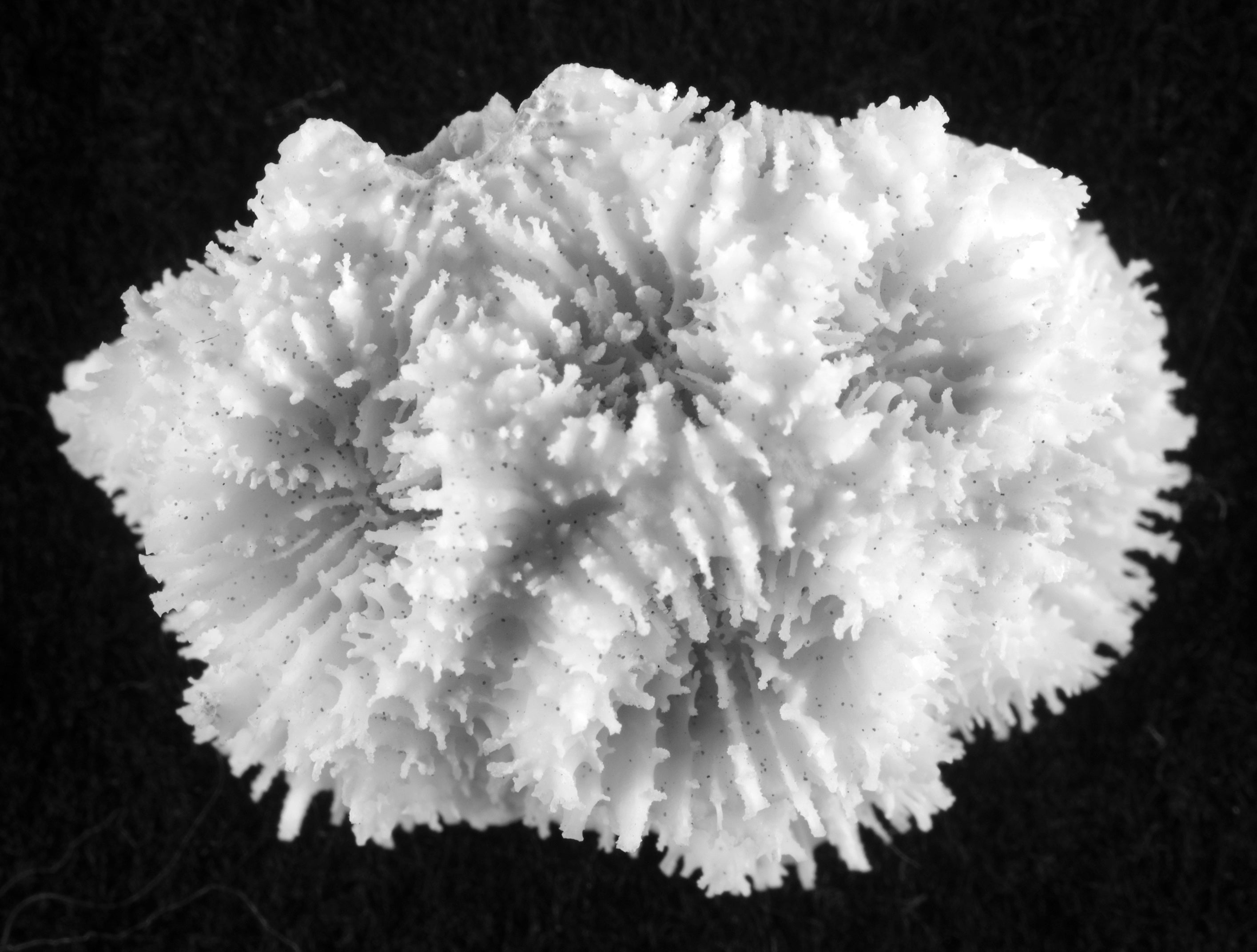 Dipsastraea cf. pallida