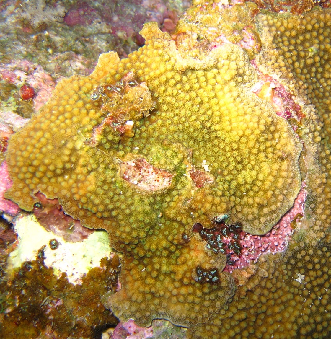 Cyphastrea chalcidicum
