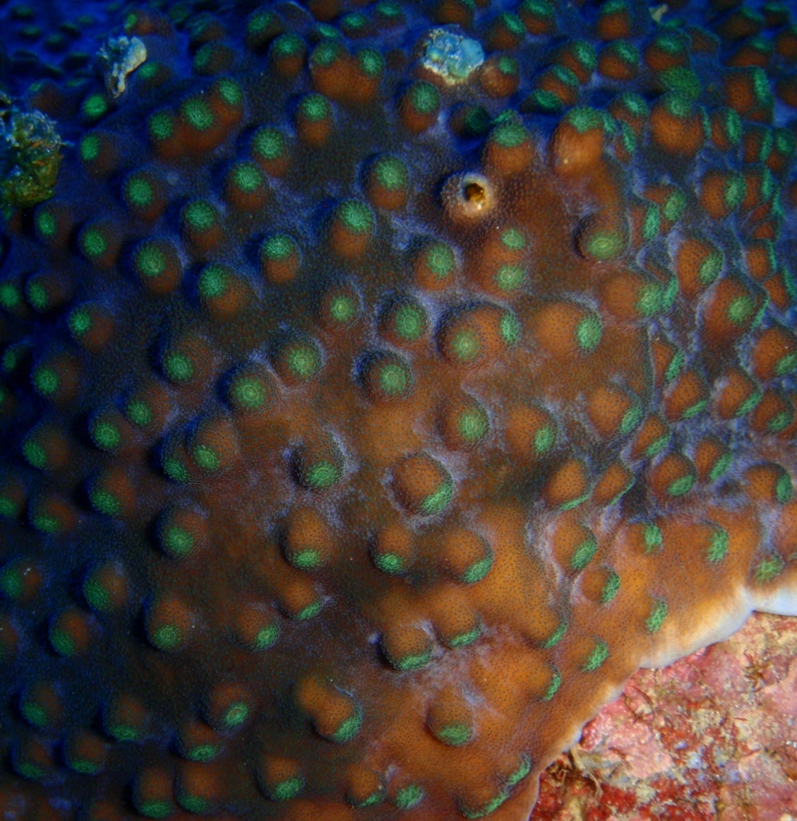 Echinopora cf. pacifica
