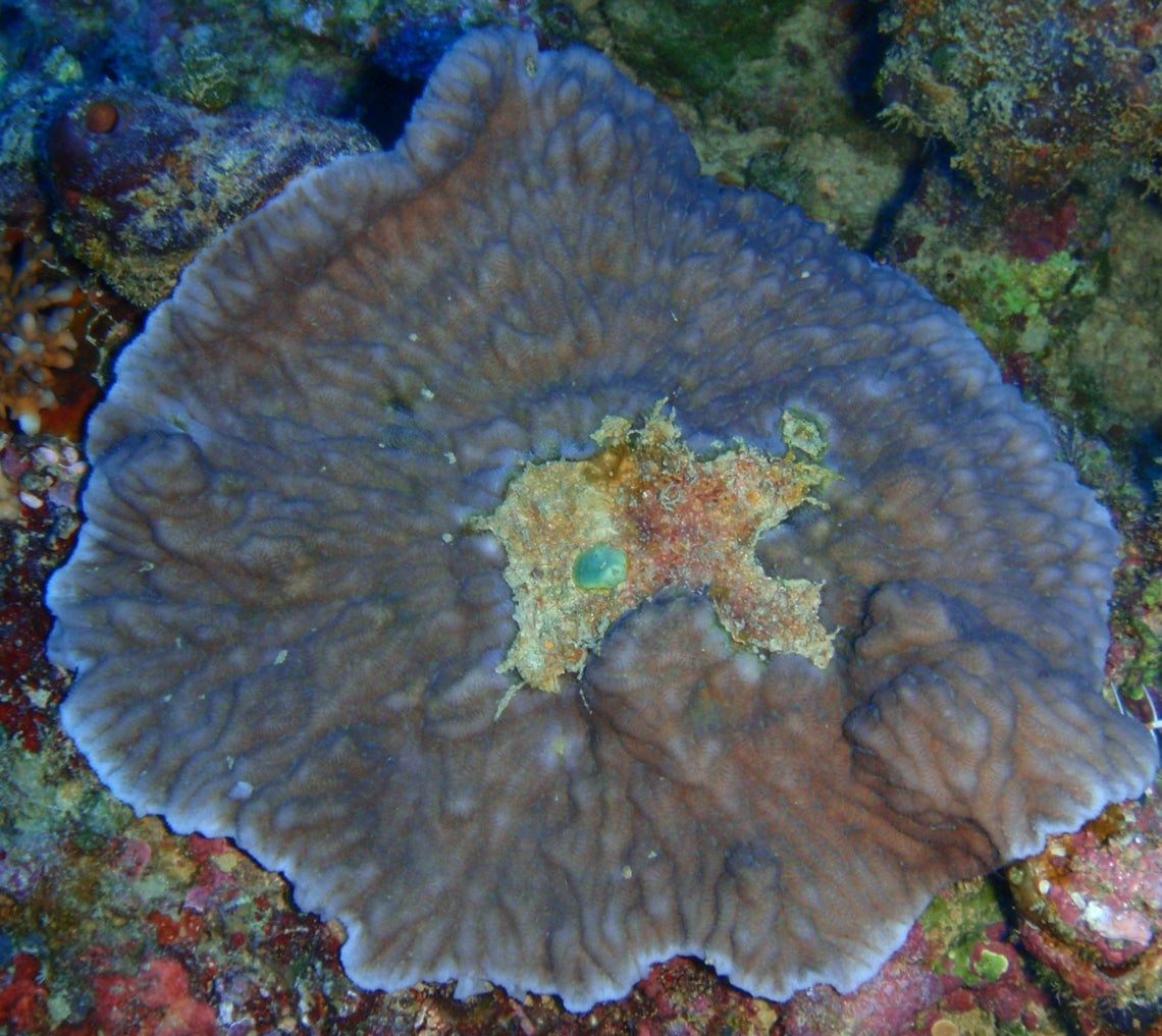 Merulina ampliata