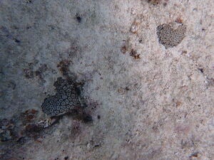 Oulastrea crispata