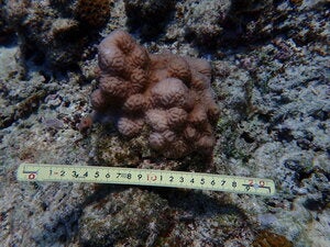 Leptoria irregularis