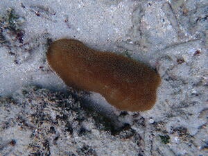 Polyphyllia talpia