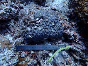 Oulophyllia bennettae