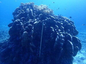Pavona duerdeni