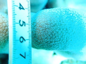 Pavona duerdeni