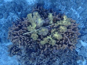 Pavona duerdeni
