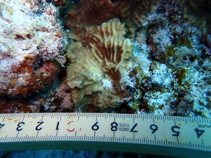 Pavona sp.